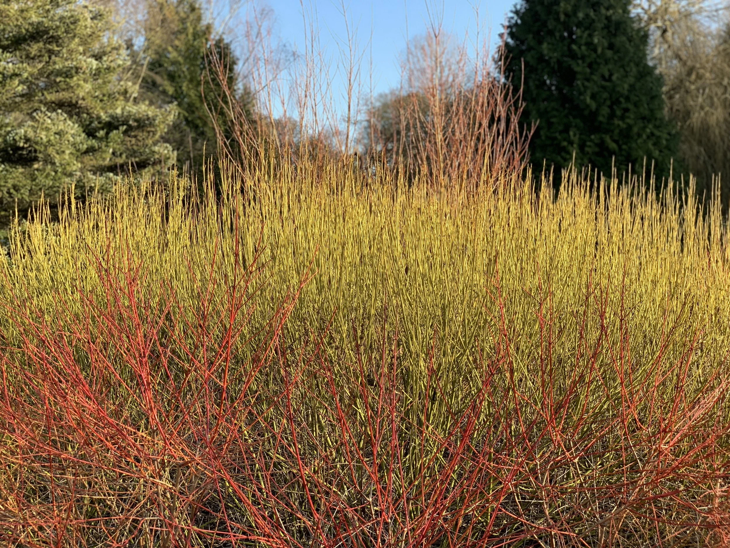 Cornus at Isabella plantation
