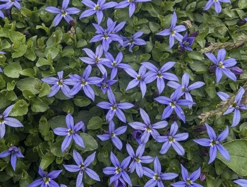 Blue star creeper, an alternative to grass