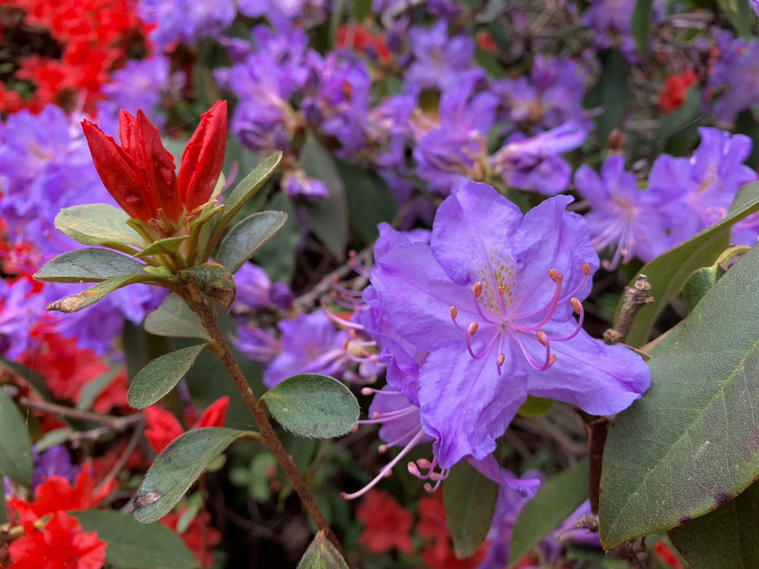 Rhododendrons at Isabella plantation