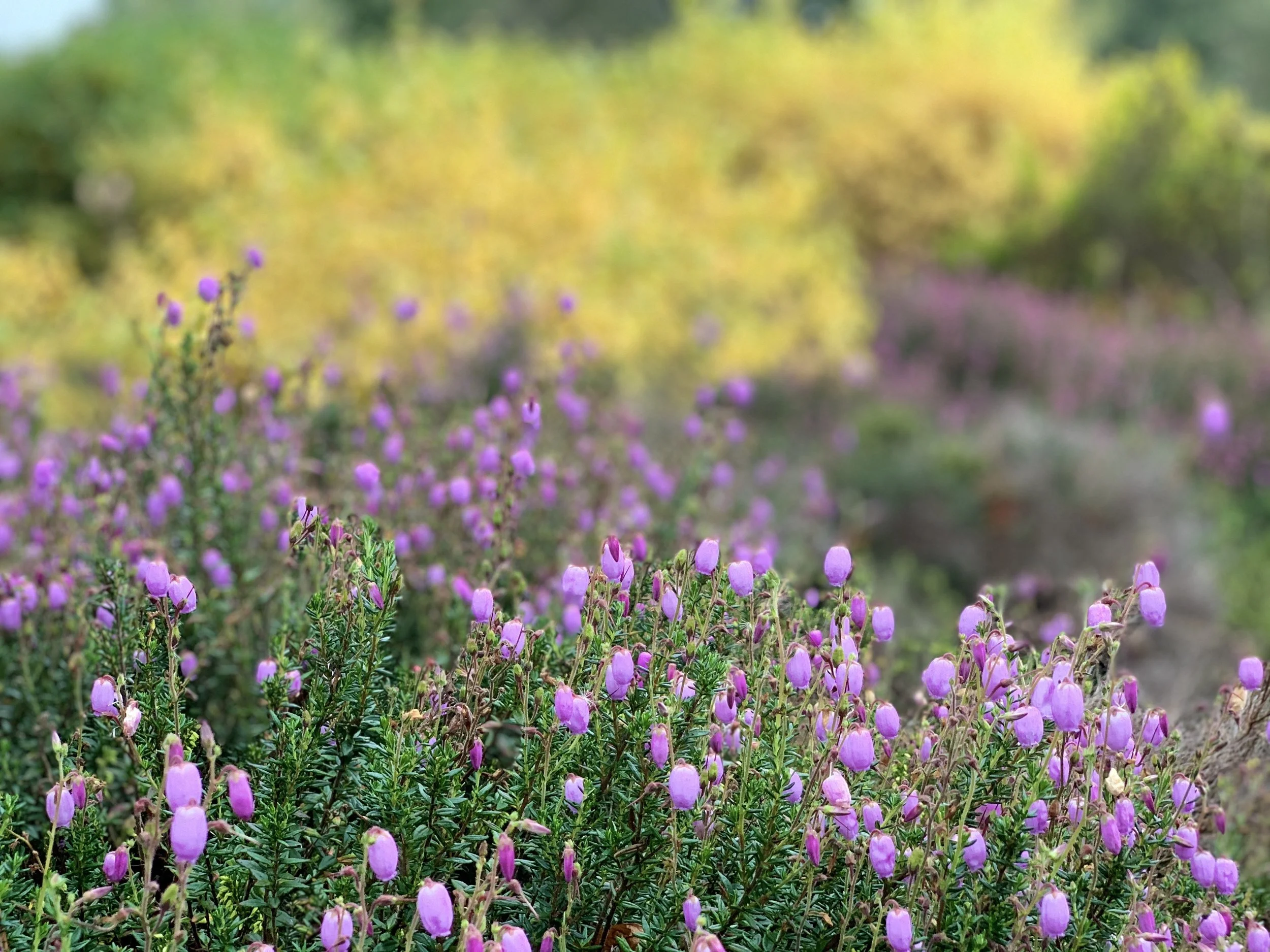 Heather at Isabella plantation