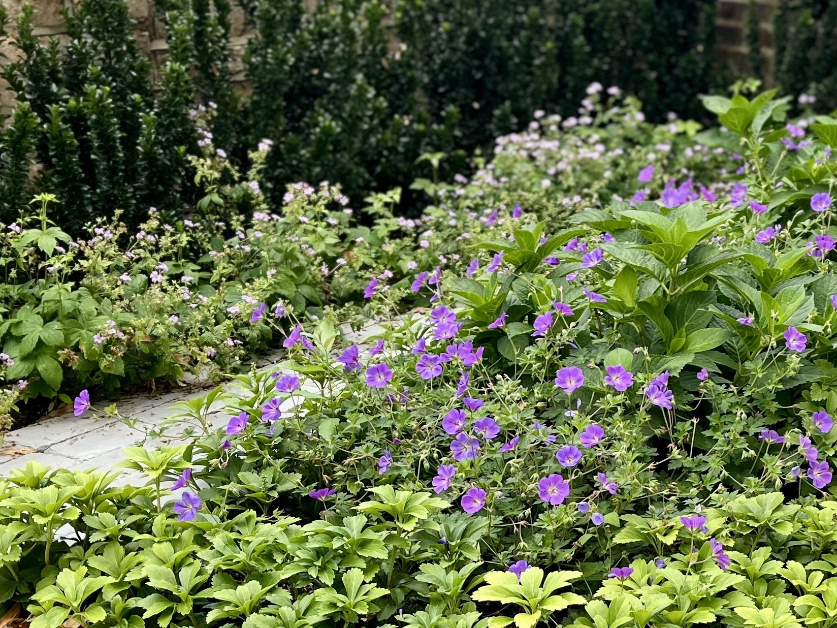 Pretty geraniums
