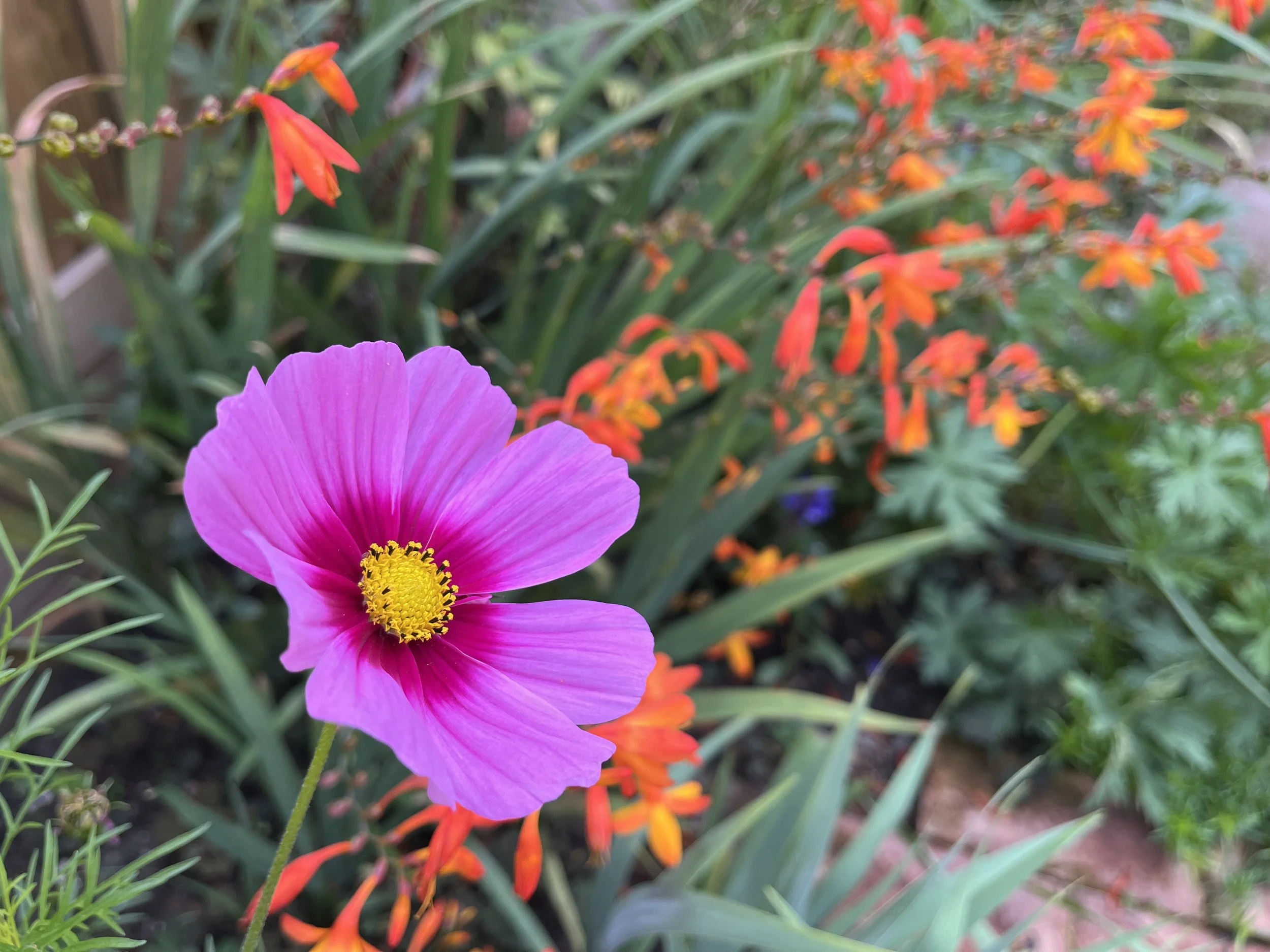 Cosmos and crocosmia