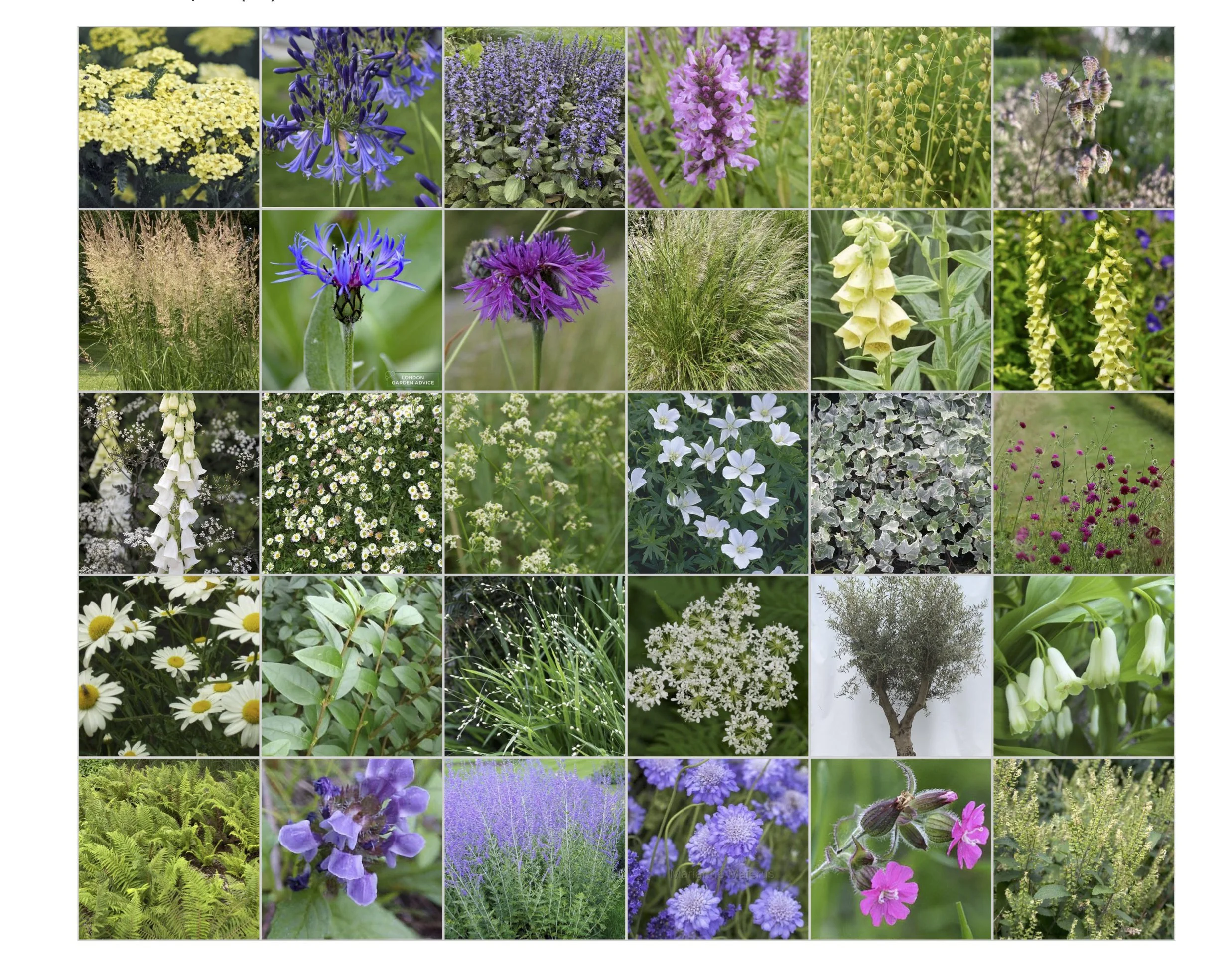 Suggested wildflowers for garden