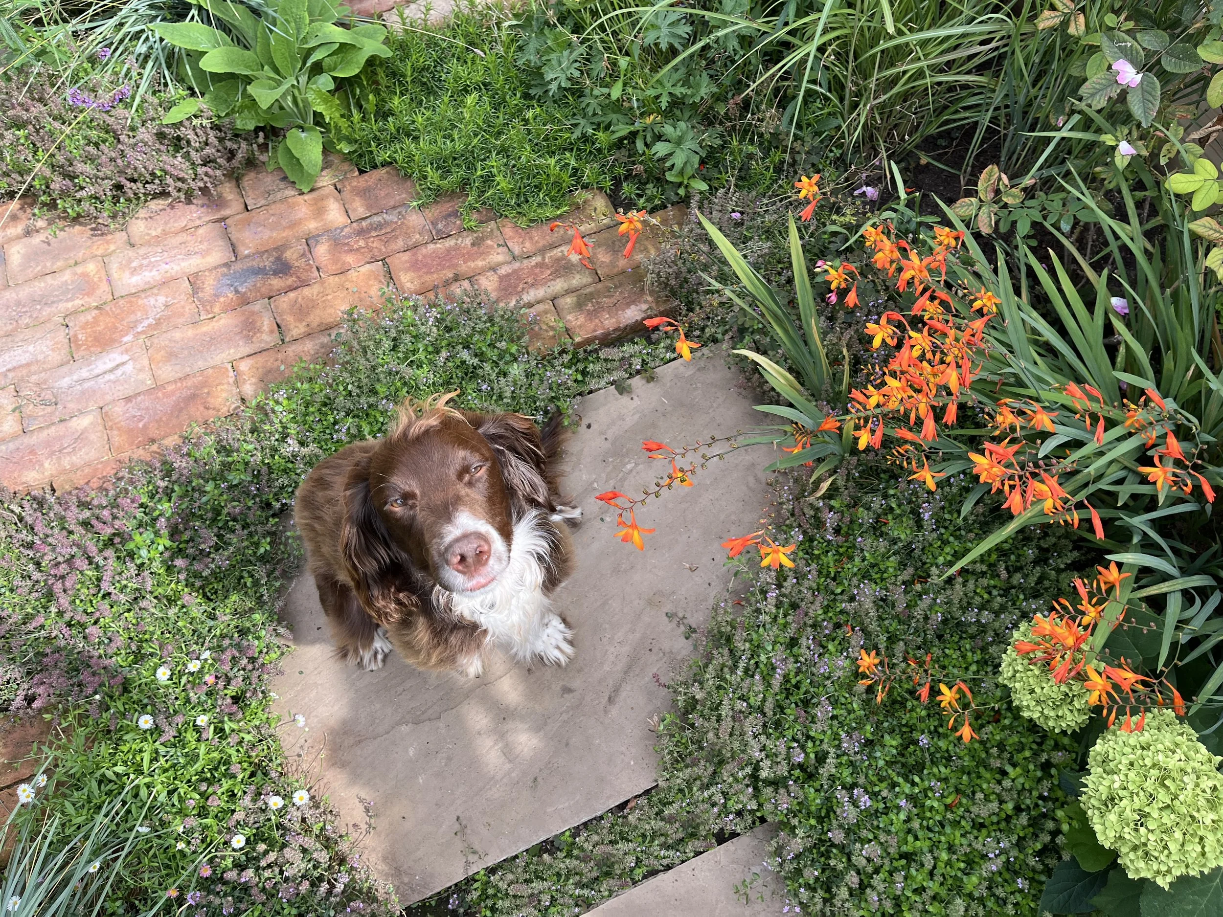 Bertie in his new garden