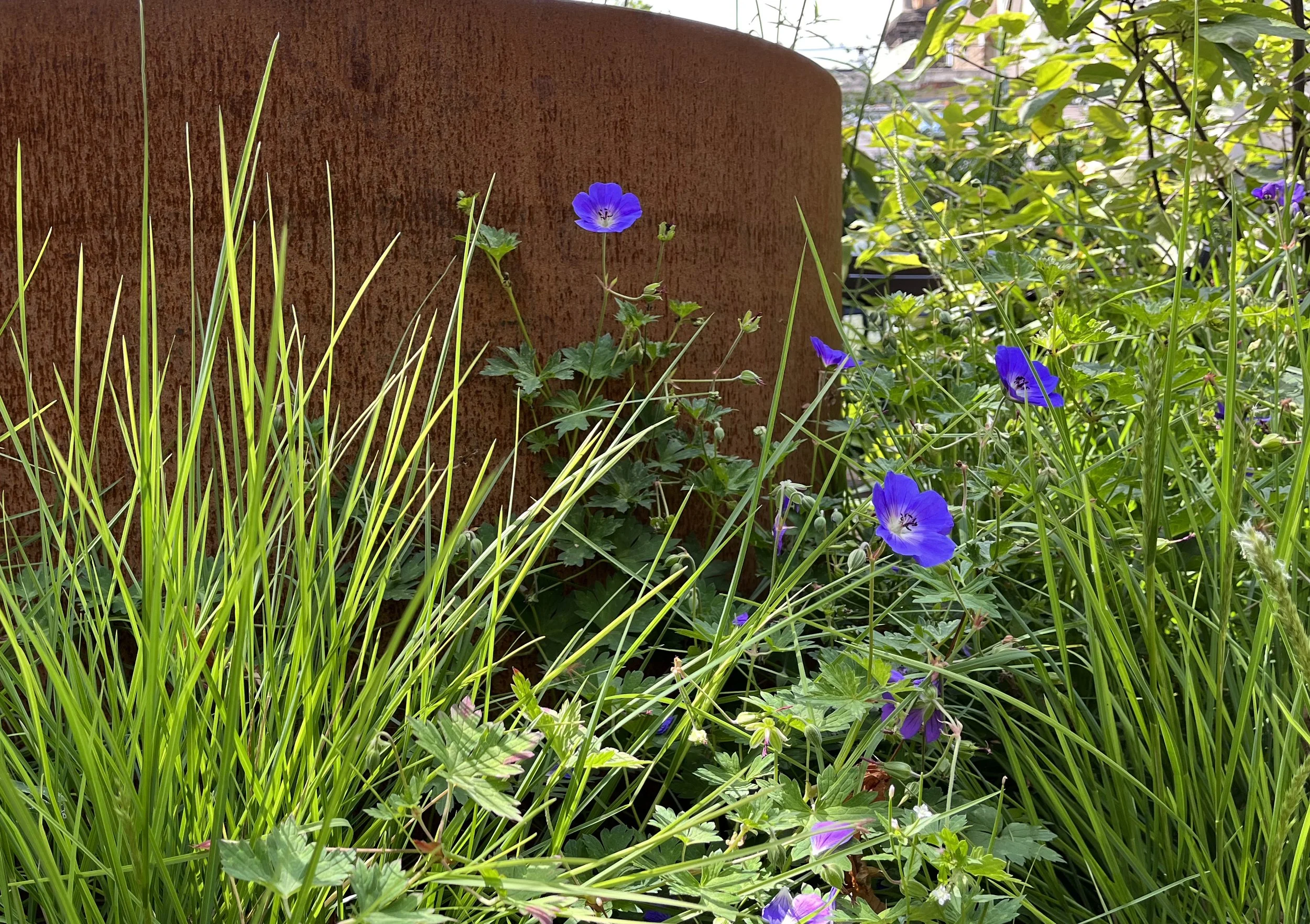 Grasses and geraniums against corten steel