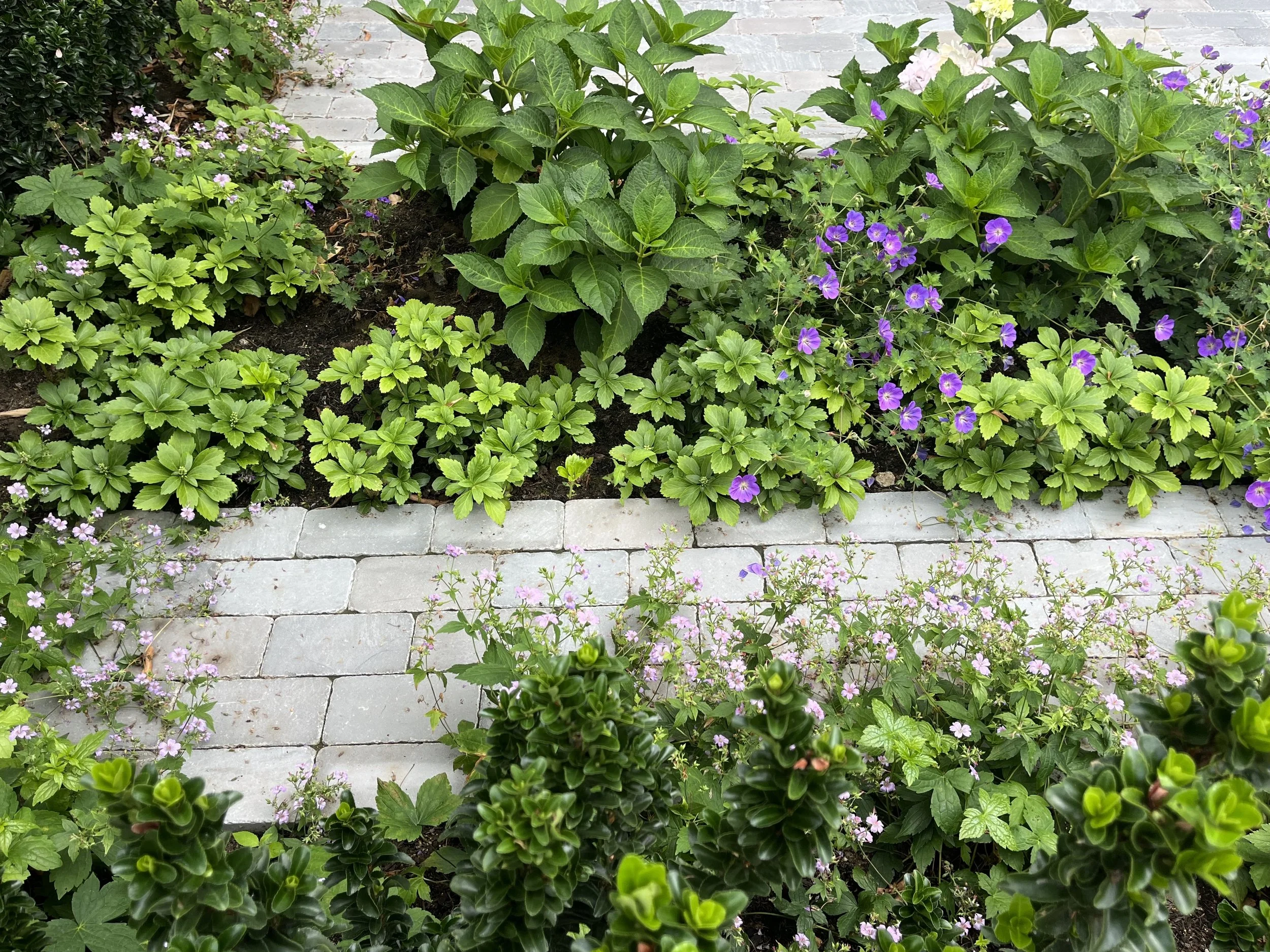Lovely foliage