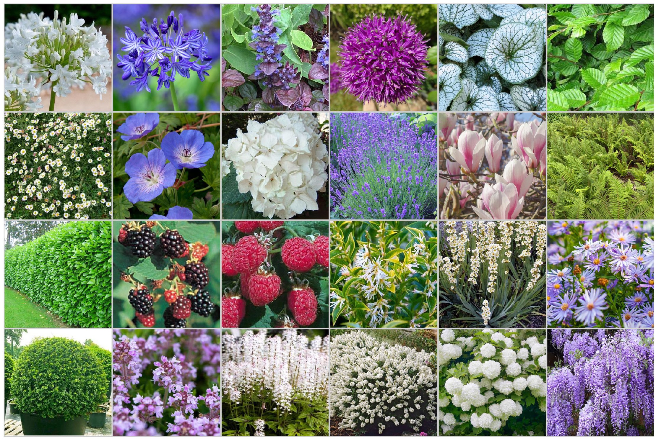 Moodboard for plants