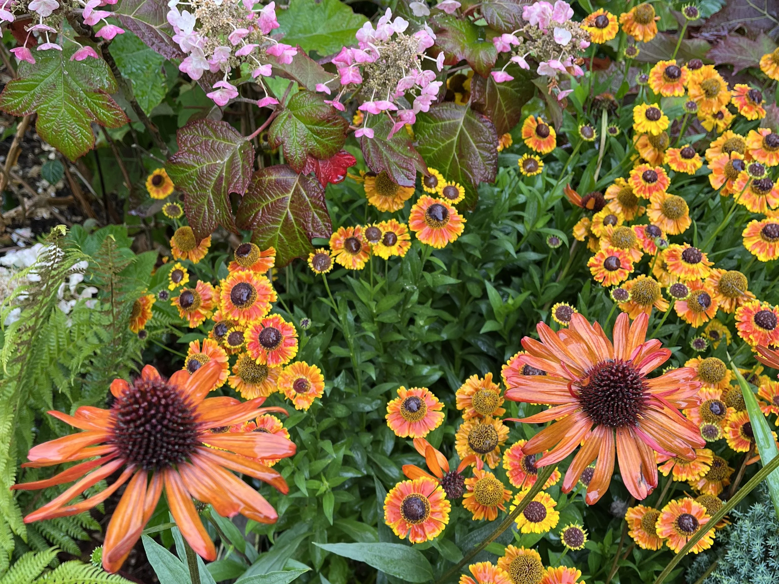 A garden bed with vibrant orange and yellow flowers with dark centers, surrounded by green foliage and some reddish-brown leaves.