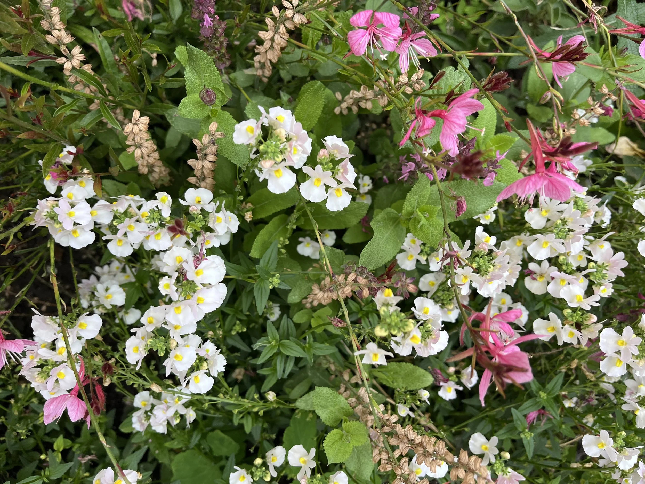 Nemesia and gaura