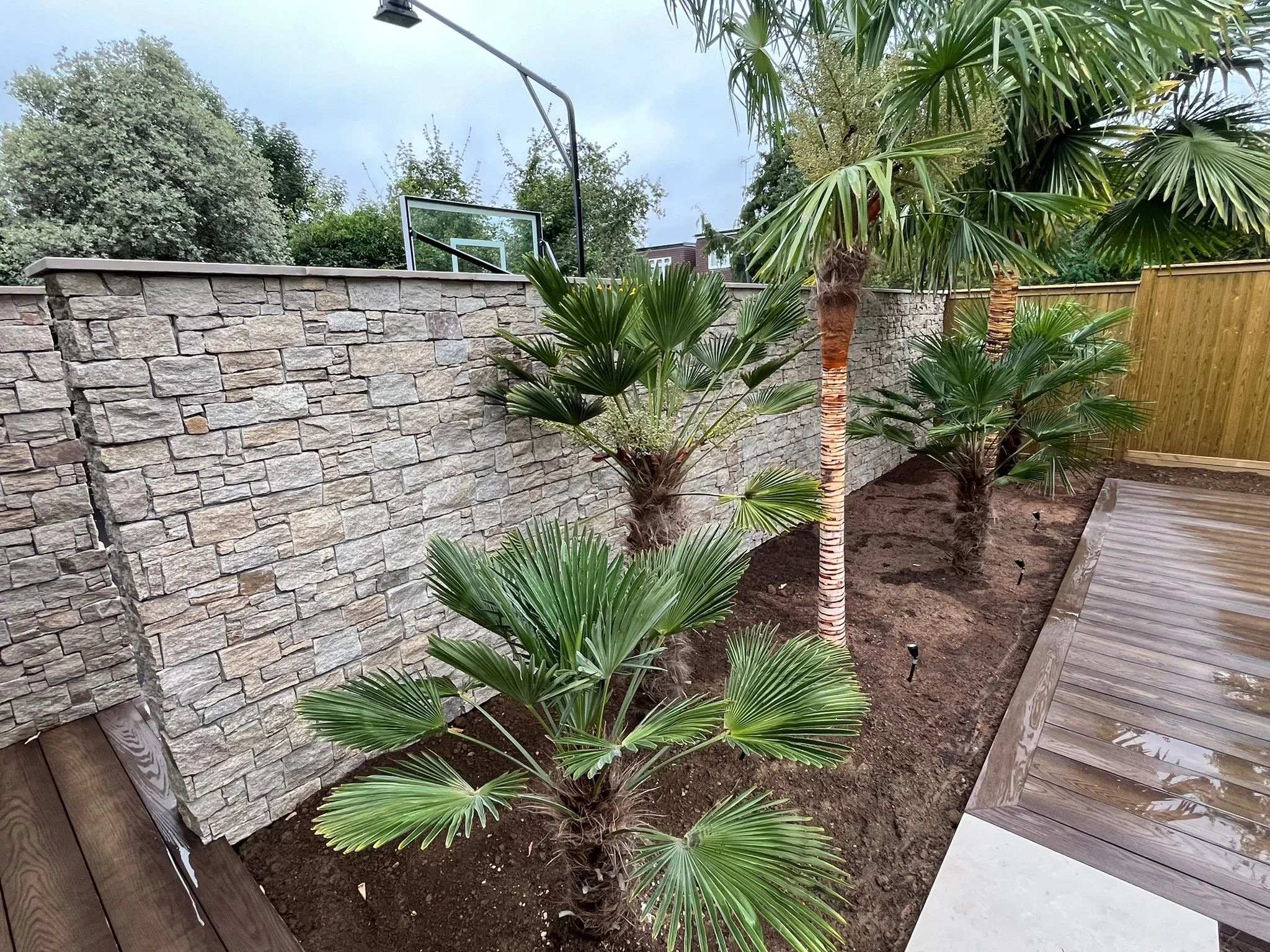 Trachcarpus fortunei and wagnerianus