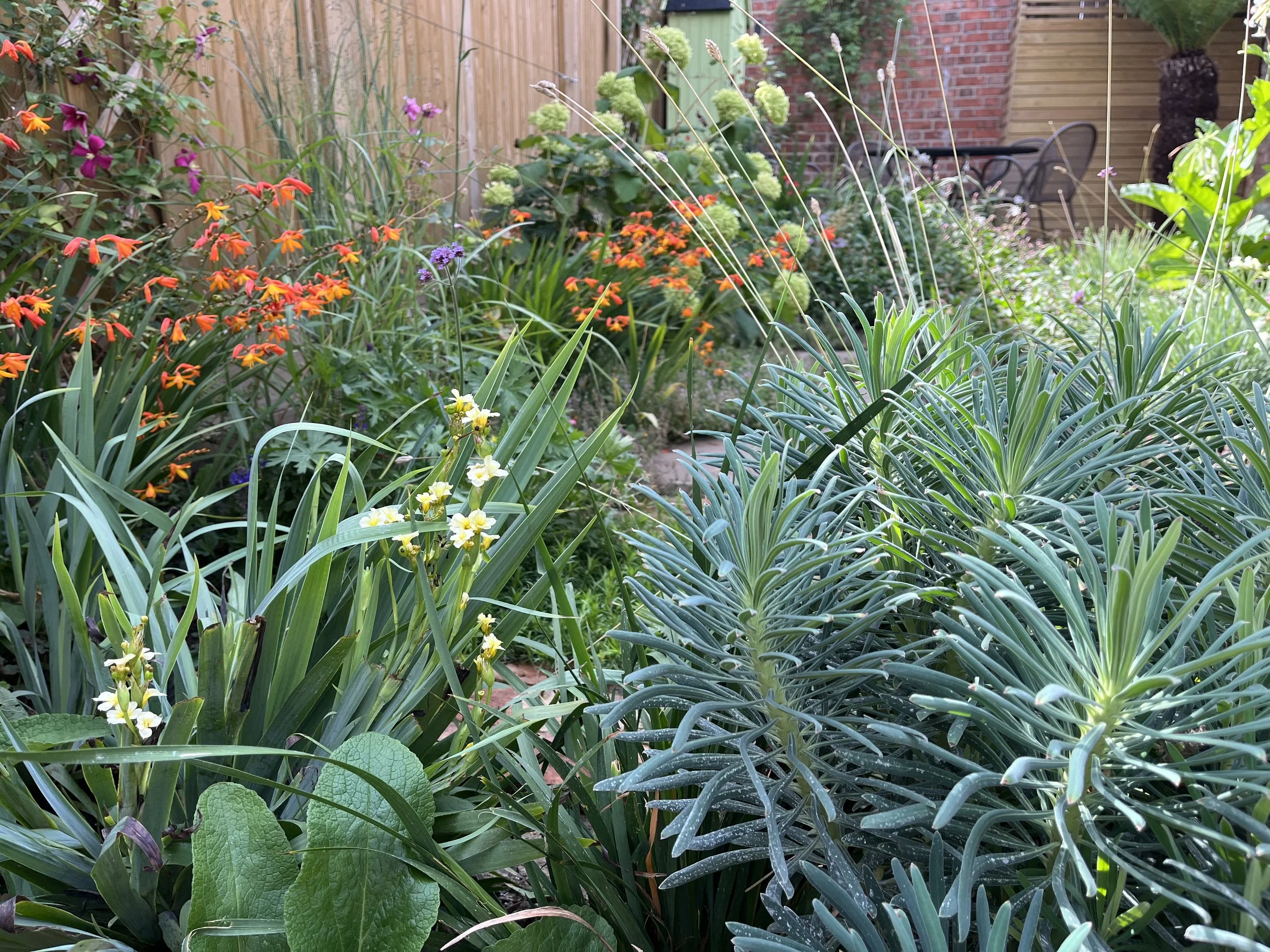 Euphorbia, sisyrinchium, crocosmia, clematis