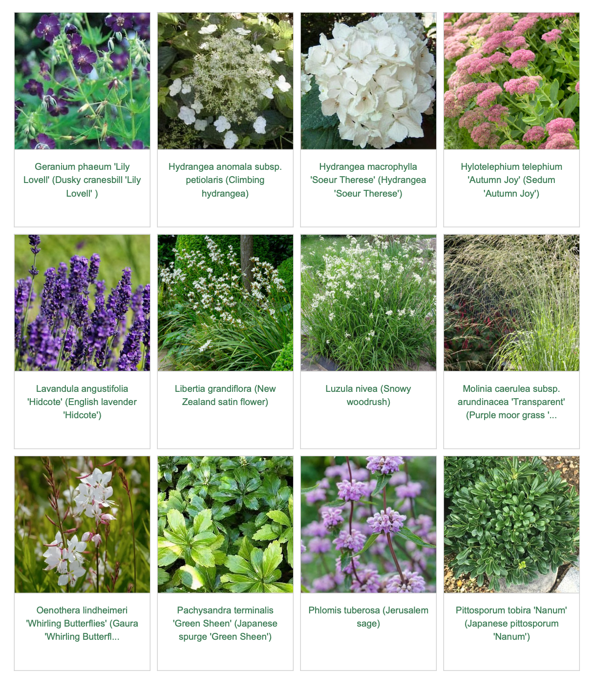 Plants in garden