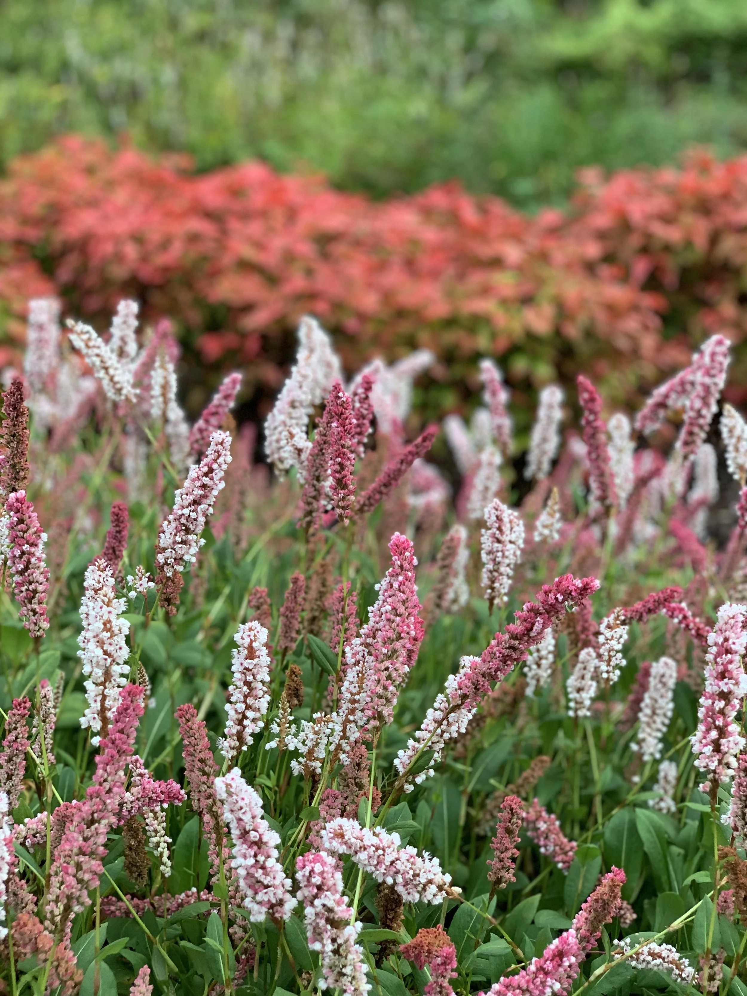 Bistorta and nandina at Isabella plantation