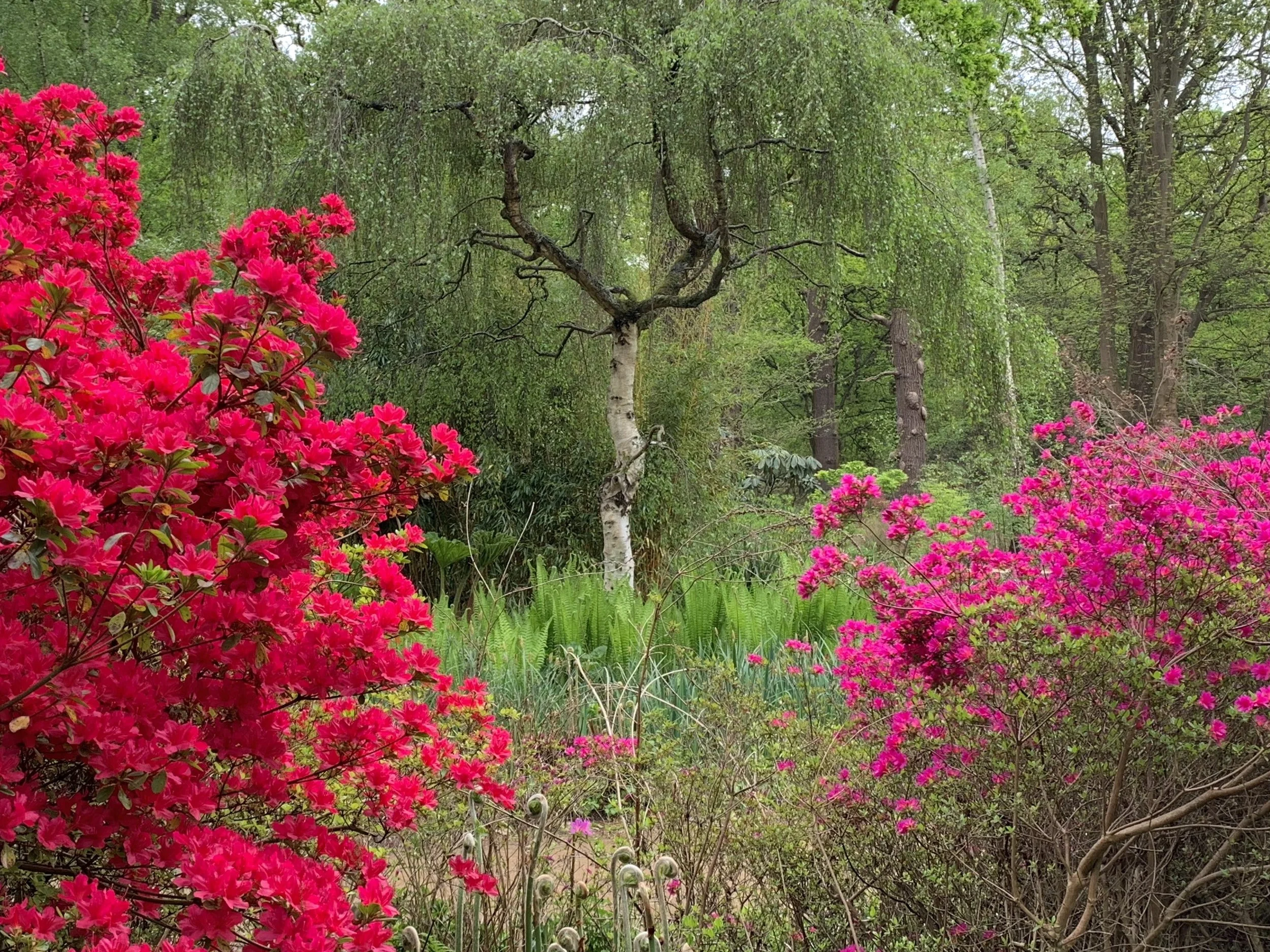 Isabella plantation