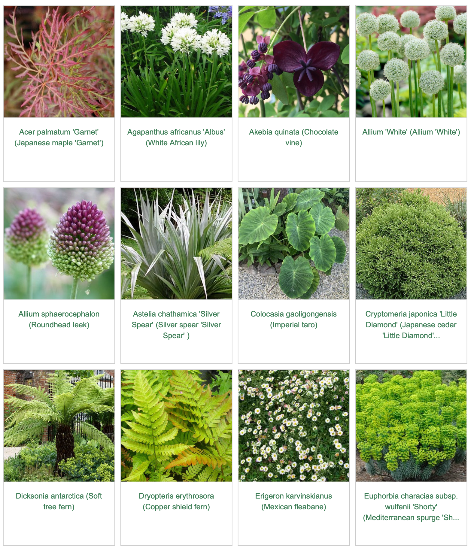 Plants in the garden