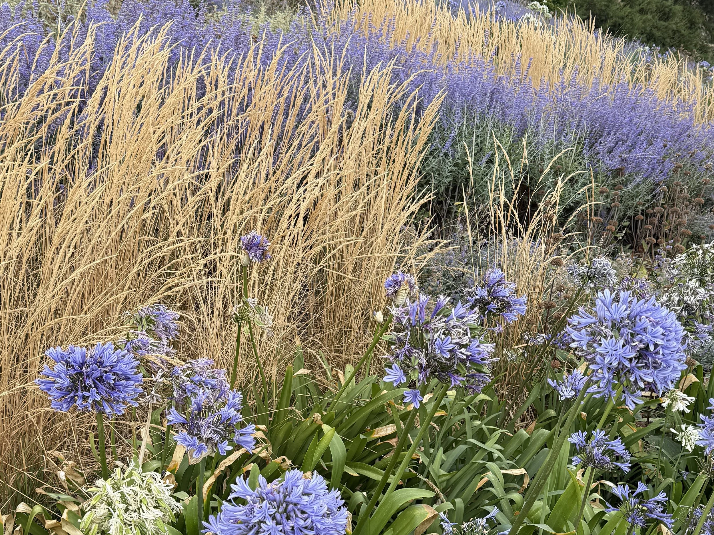 calamagrostis.jpg