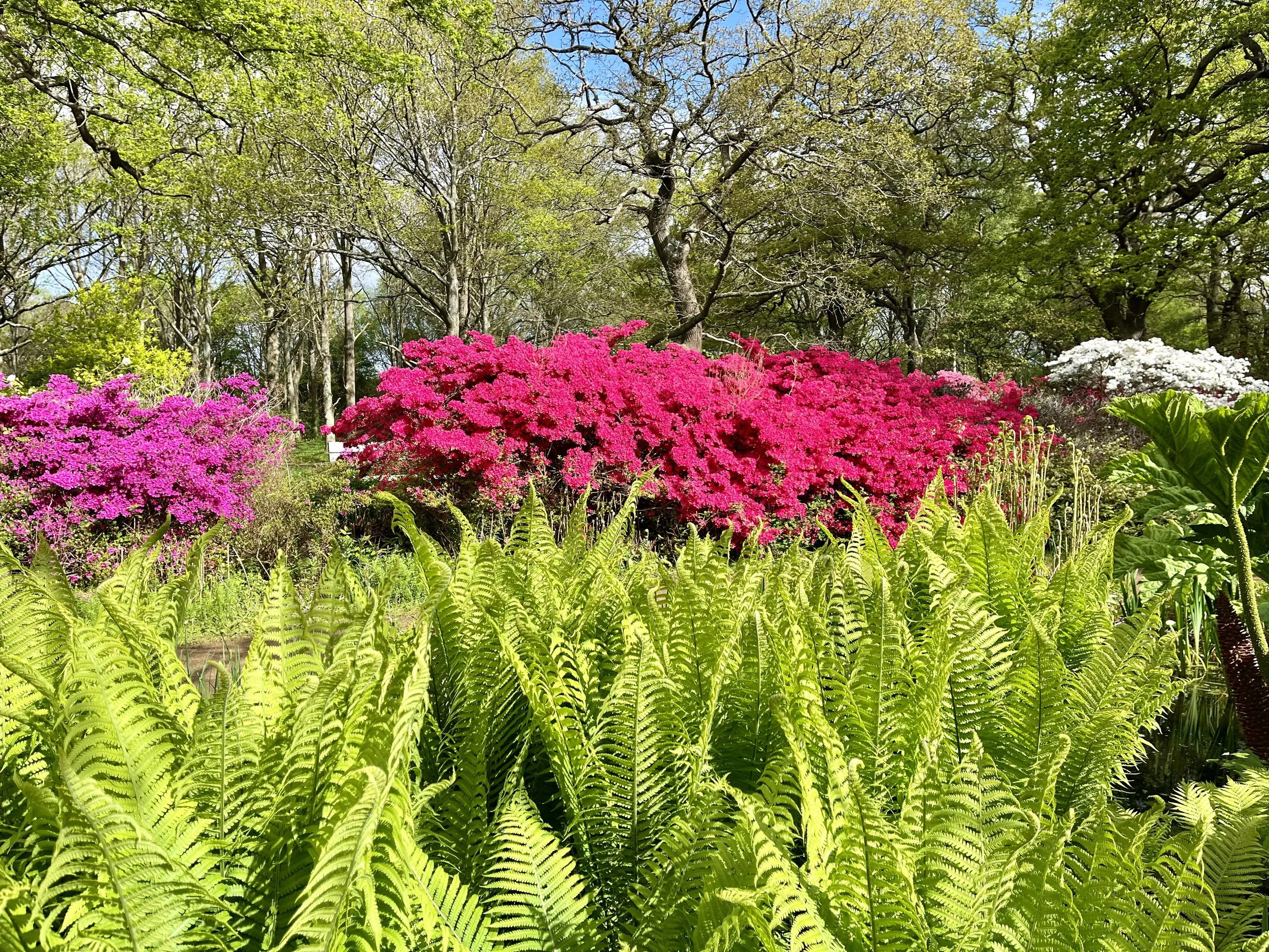 Ferns and Rhodos at Isabella plantation