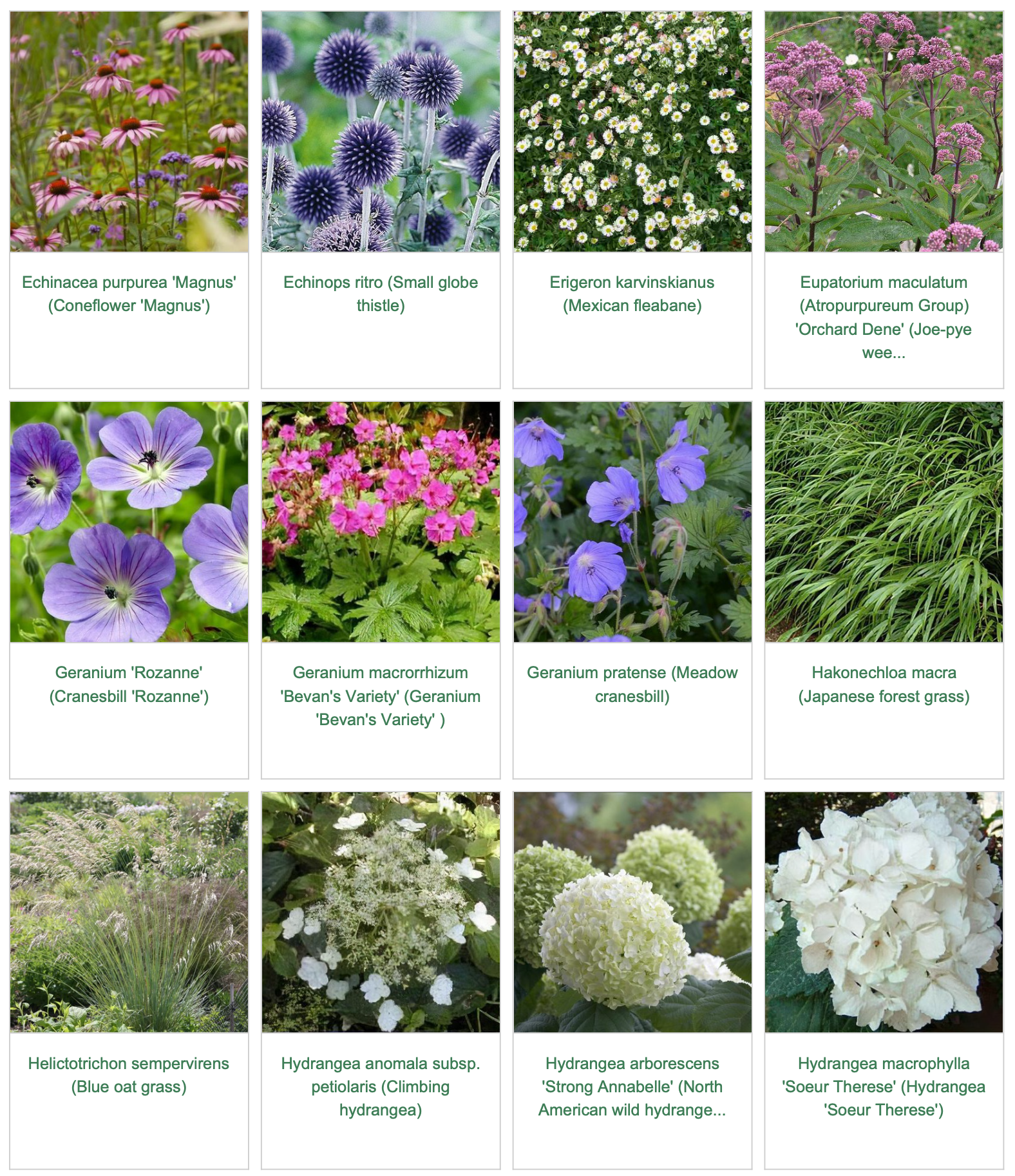 Plants in the garden