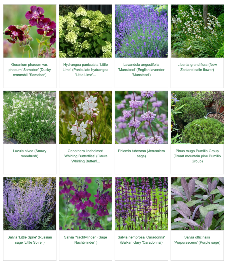 Plant pics
