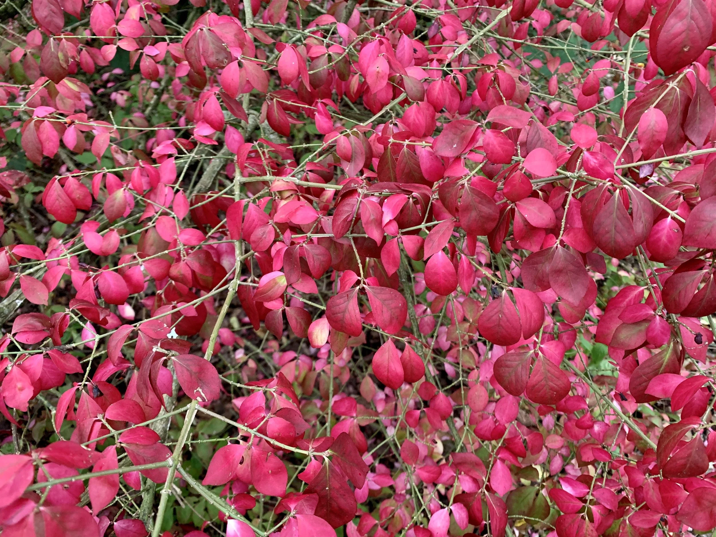 Euonymus at Isabella plantation