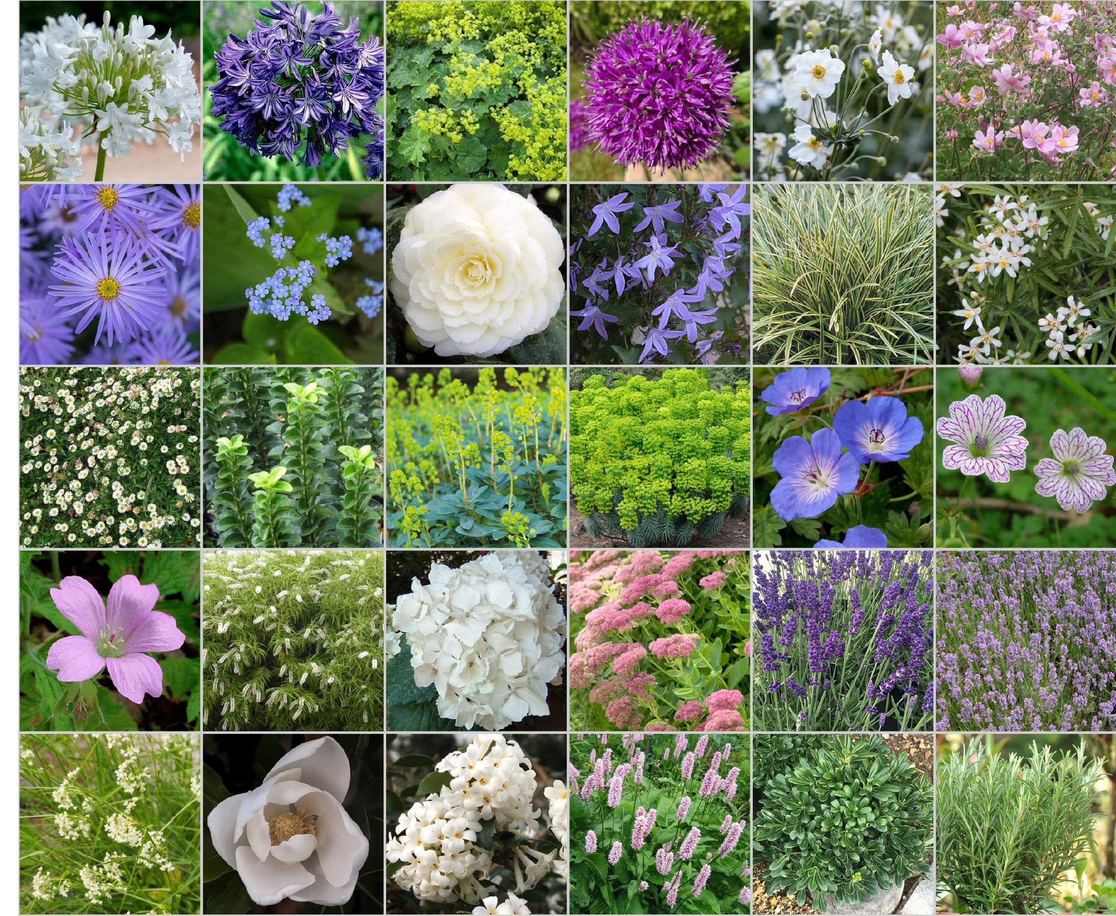 Plant suggestions
