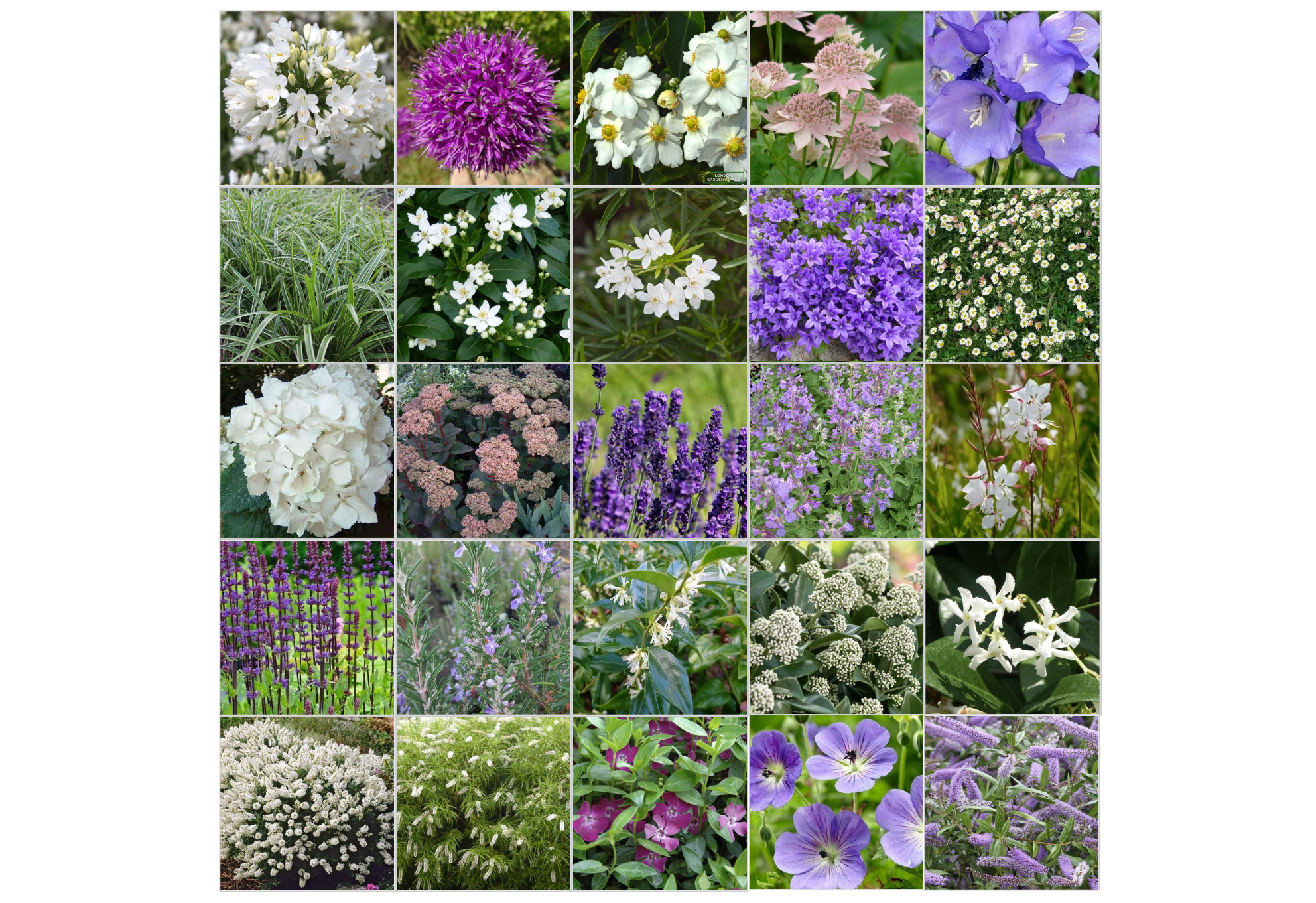 Pretty walk to the gym