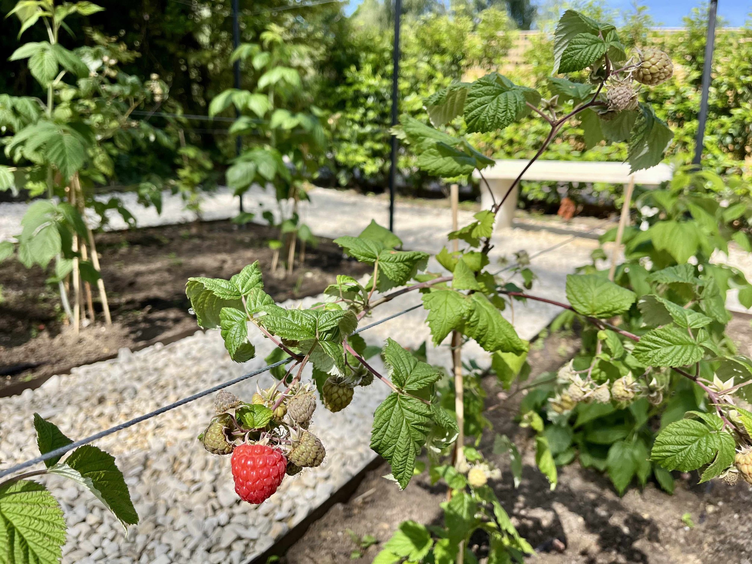 Fruit garden