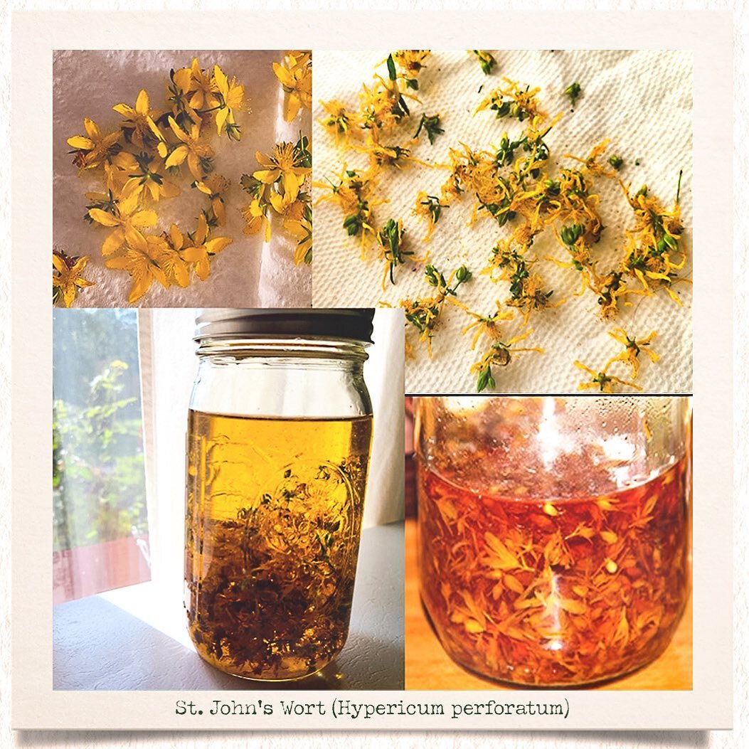 We at Nature&rsquo;s Common Scents use the rich, red oil that results from the dainty yellow flowers of St. John&rsquo;s Wort in some of our skin healing recipes. As with other plants we grow and use in our products, we are very pleased to be able to