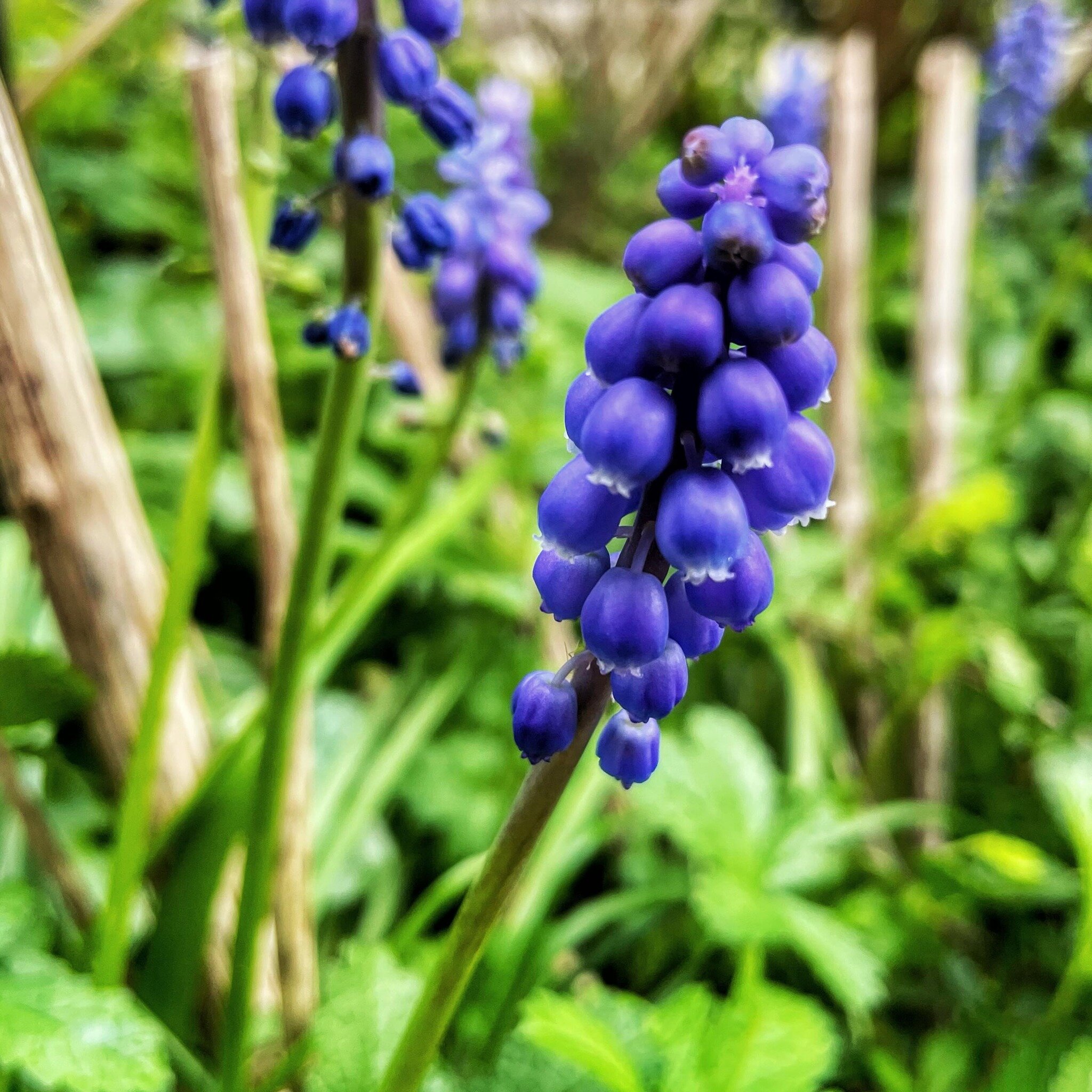 🌱 Because they are in flower in our garden right now, my #SpeciesOfTheWeek are Muscari (aka Grape Hyacinths).🌿 The Muscari genus originated in the Old World, spanning from the Mediterranean to parts of Europe, Africa, &amp; Asia. It&rsquo;s even fo