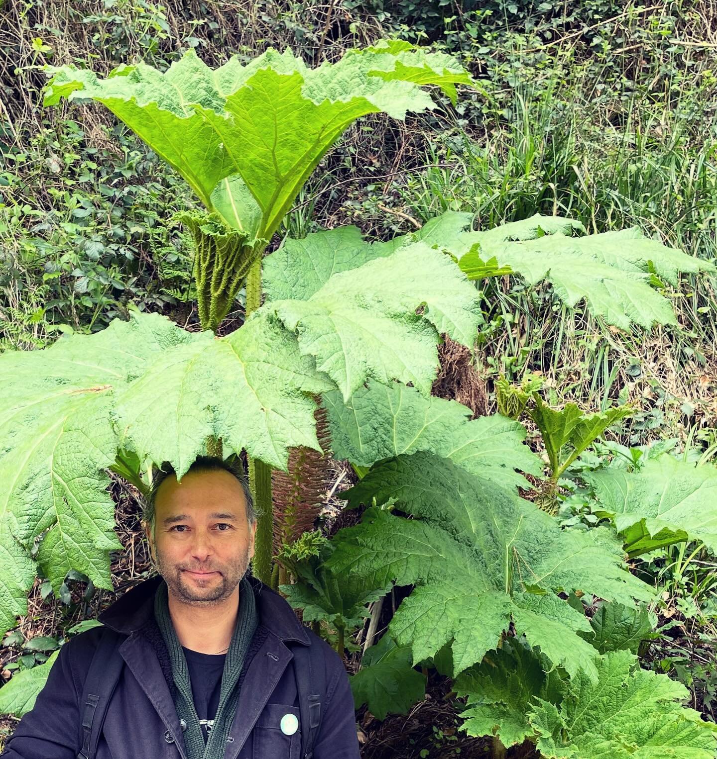 My #SpeciesOfTheWeek is Gunnera (aka Giant Rhubarb) a remarkable genus of 63 species variously native to Latin America,  Australia, New Zealand, Papuasia, Hawaii, Southeast Asia &amp; Africa.
The UK Government is taking action against it to safeguard