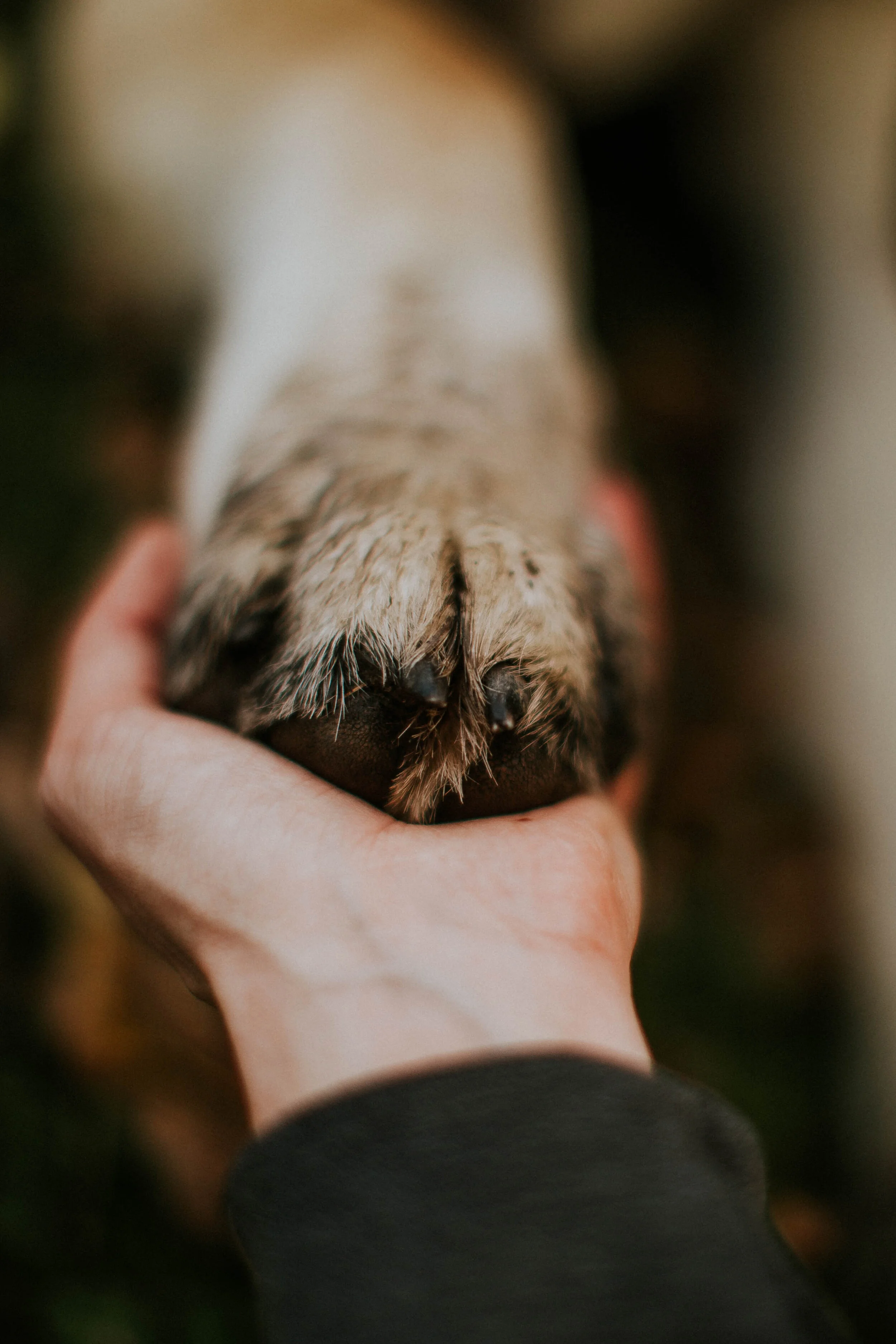 Ultimate Relationship Test? Dogs.