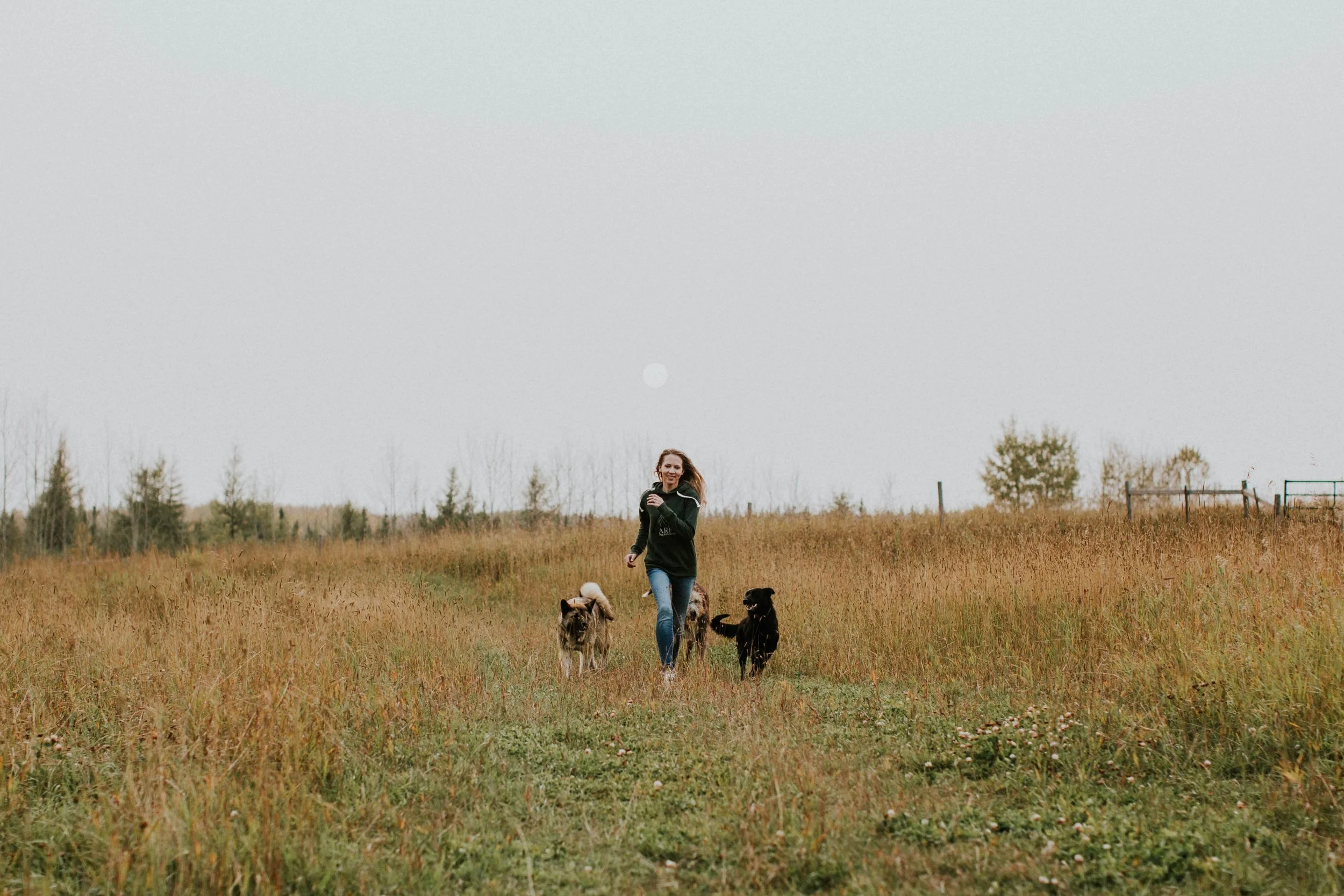 Curious About Fenceless Pet Containment Systems?