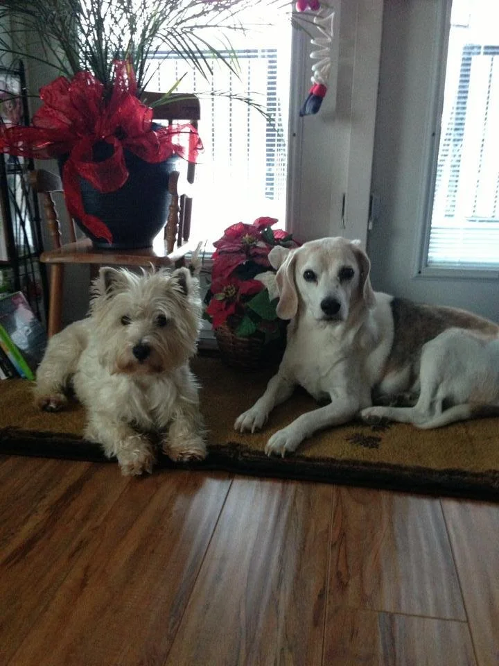 Dogs &amp; Routine: Part 1