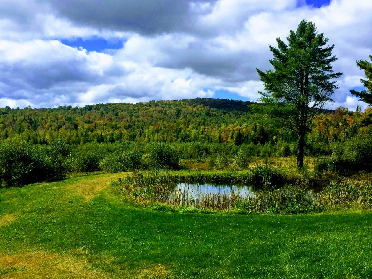 Twin_Pine_Farm_VT_Summer_Pond.jpg