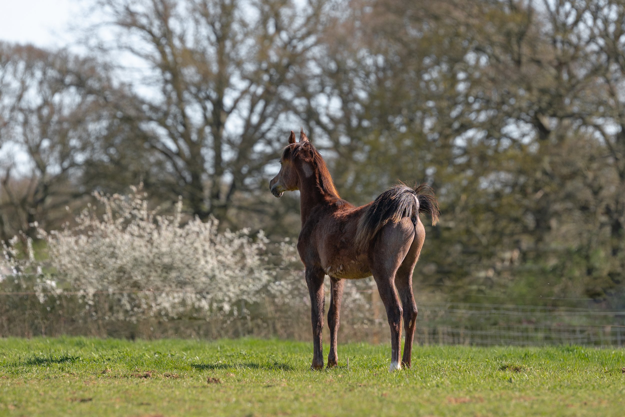 Arabian foal standing in a field with tail flicked over back