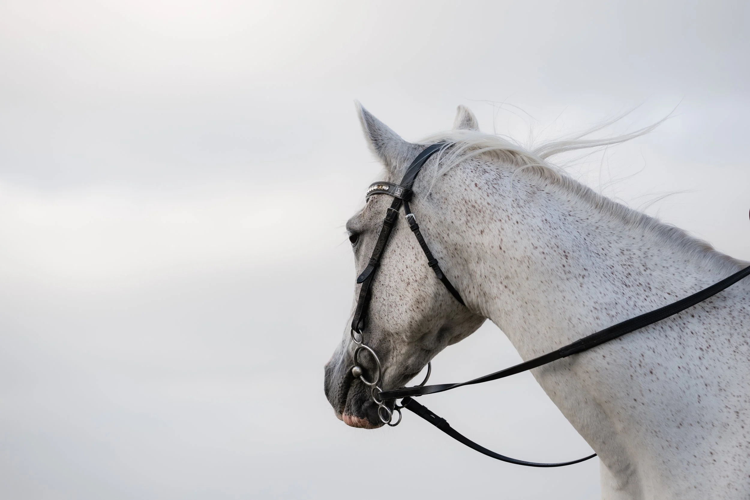 fleabitten grey Arabian horse in bridle with windswept mane