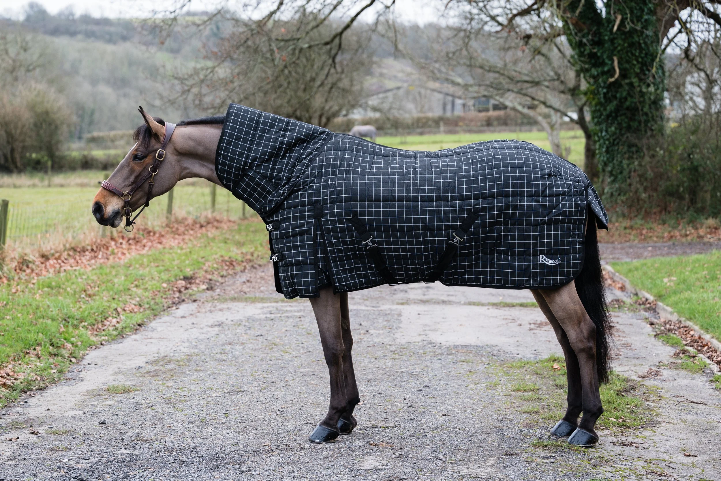 Equine Product & Brand Imagery