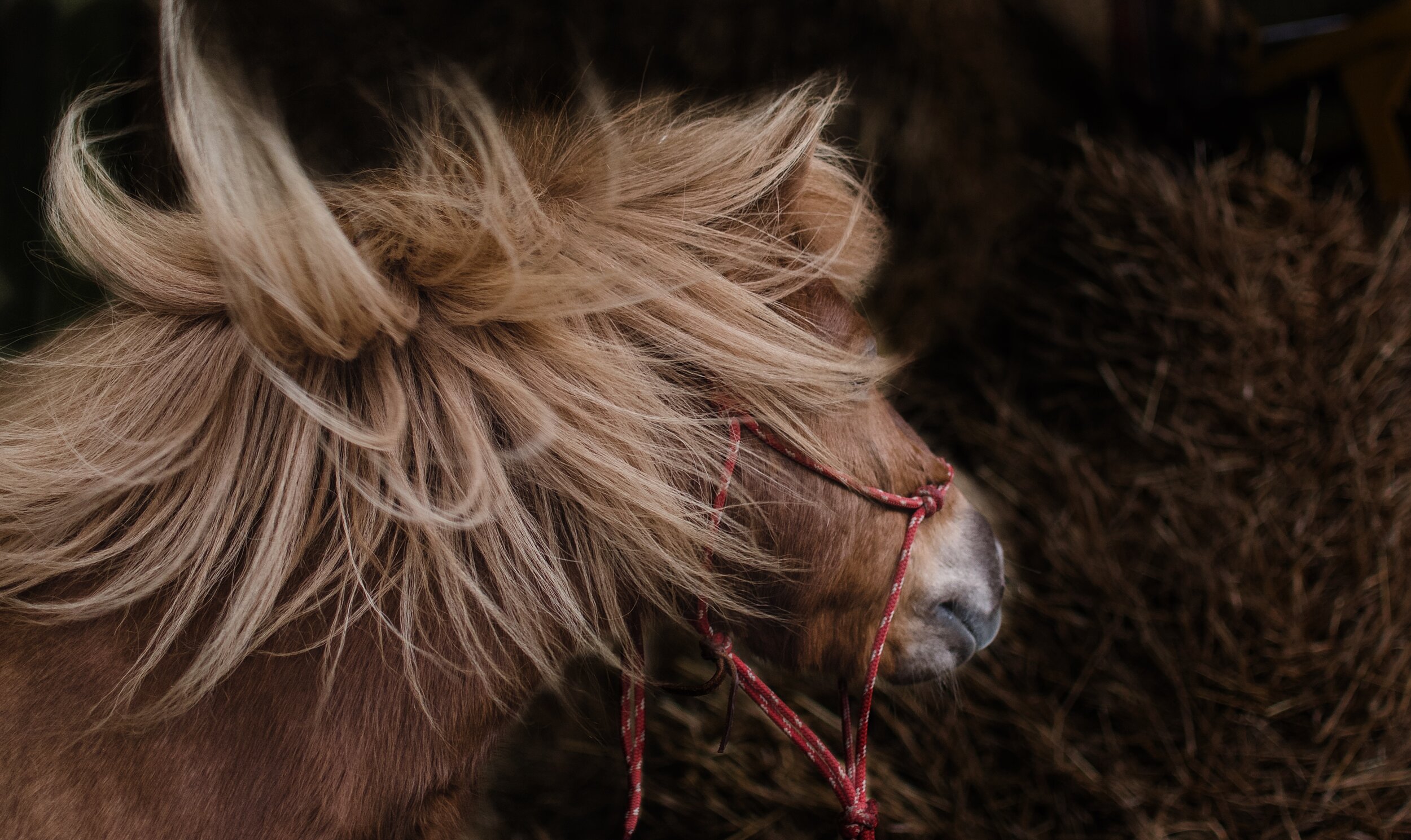 Close-up of a brown pony with a windswept mane and red halter.