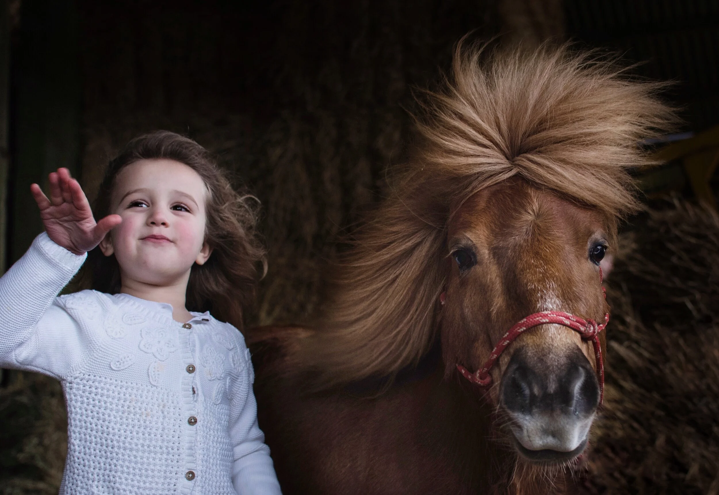 Young girl in white sweater with a pony, wearing red halter, in an indoor setting with hay.