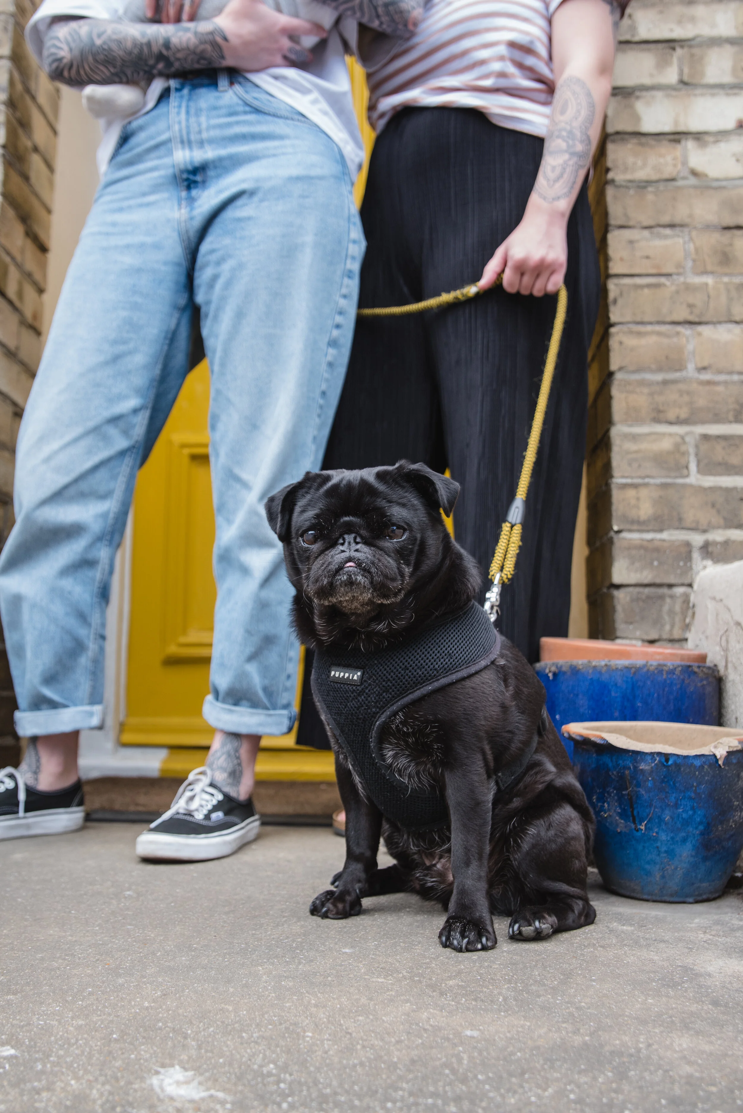 Black pug wearing a harness sitting on a doorstep in front of two people with tattoos, one wearing jeans and sneakers, the other in striped shirt and black pants, holding a leash.