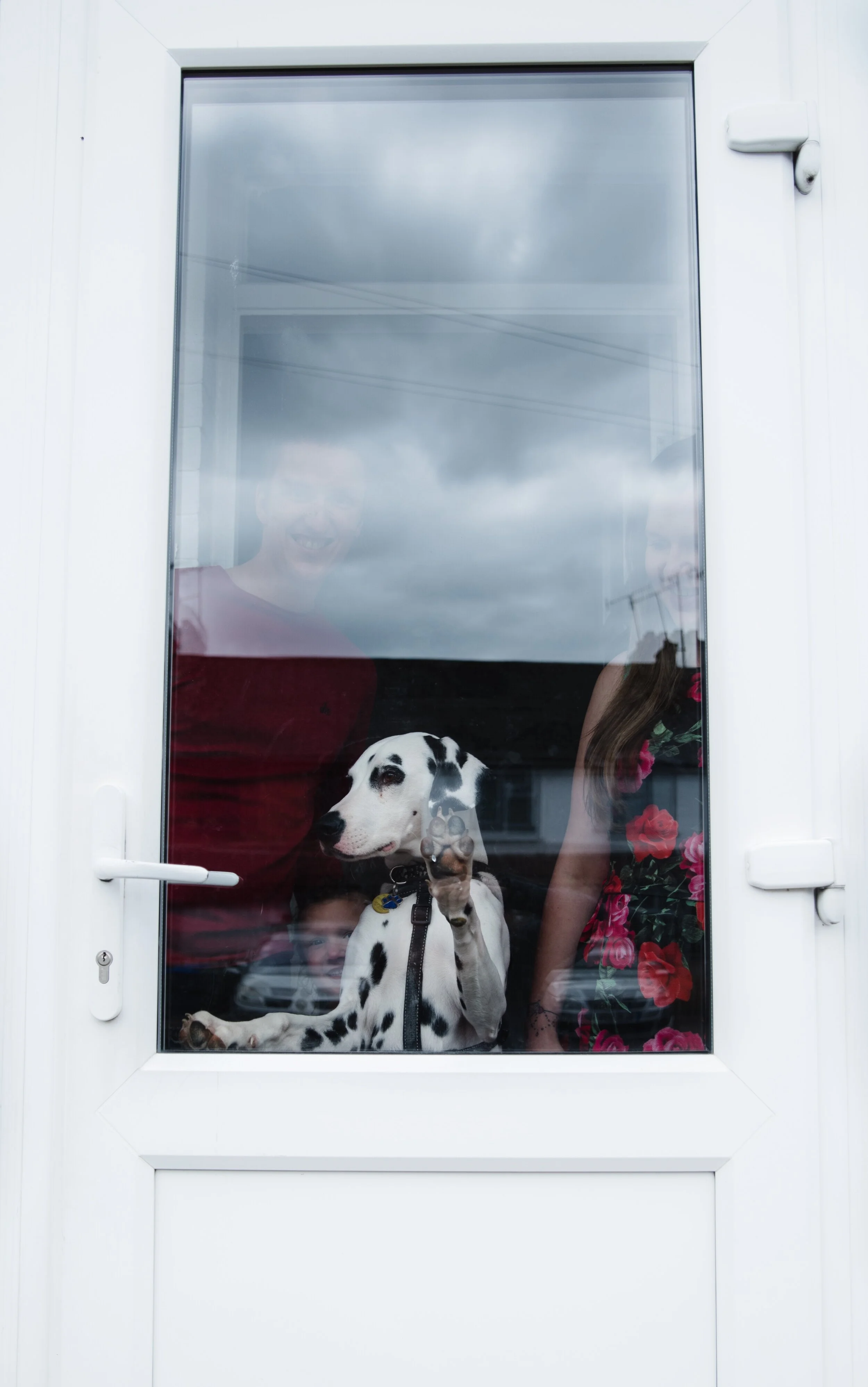 Dalmatian dog with a collar stands at a glass door, paws on the glass, with reflections of people smiling in the background.