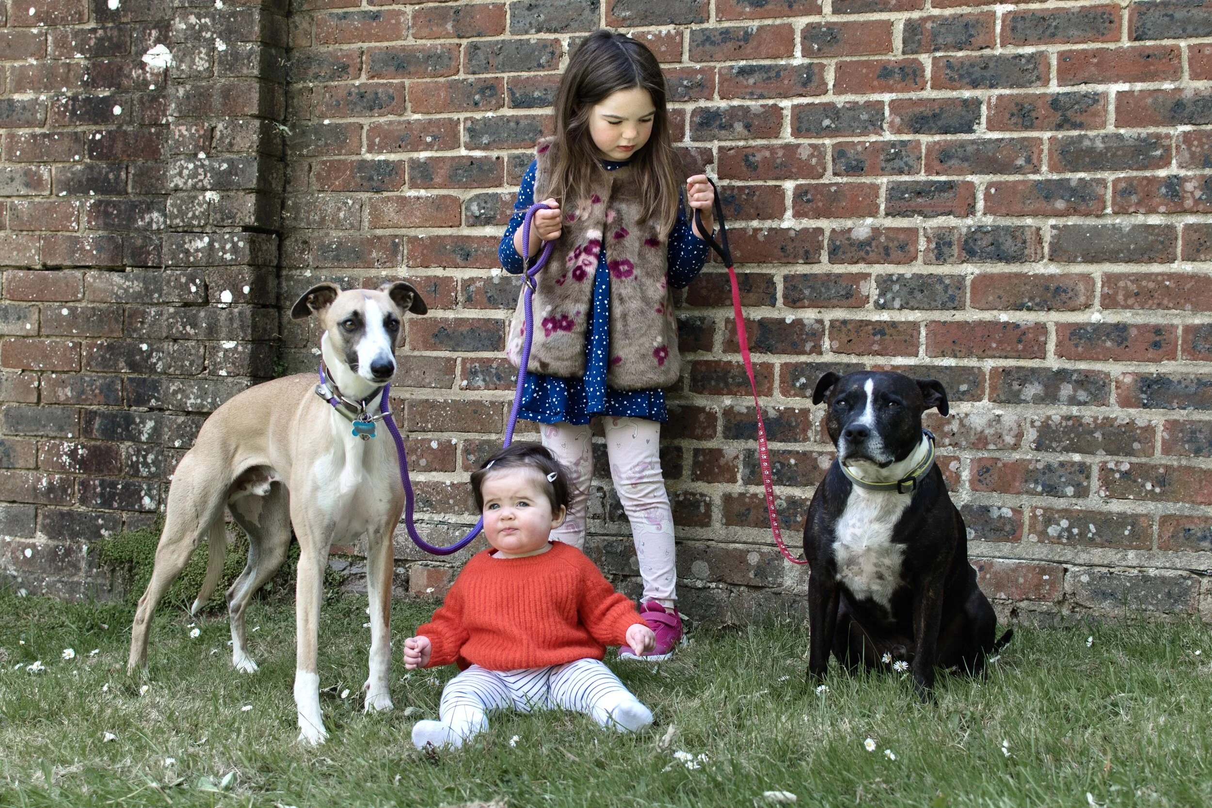 Young girl holding leashes of two dogs, one tan and one black, with a baby sitting on grass in front of them, against a brick wall background.