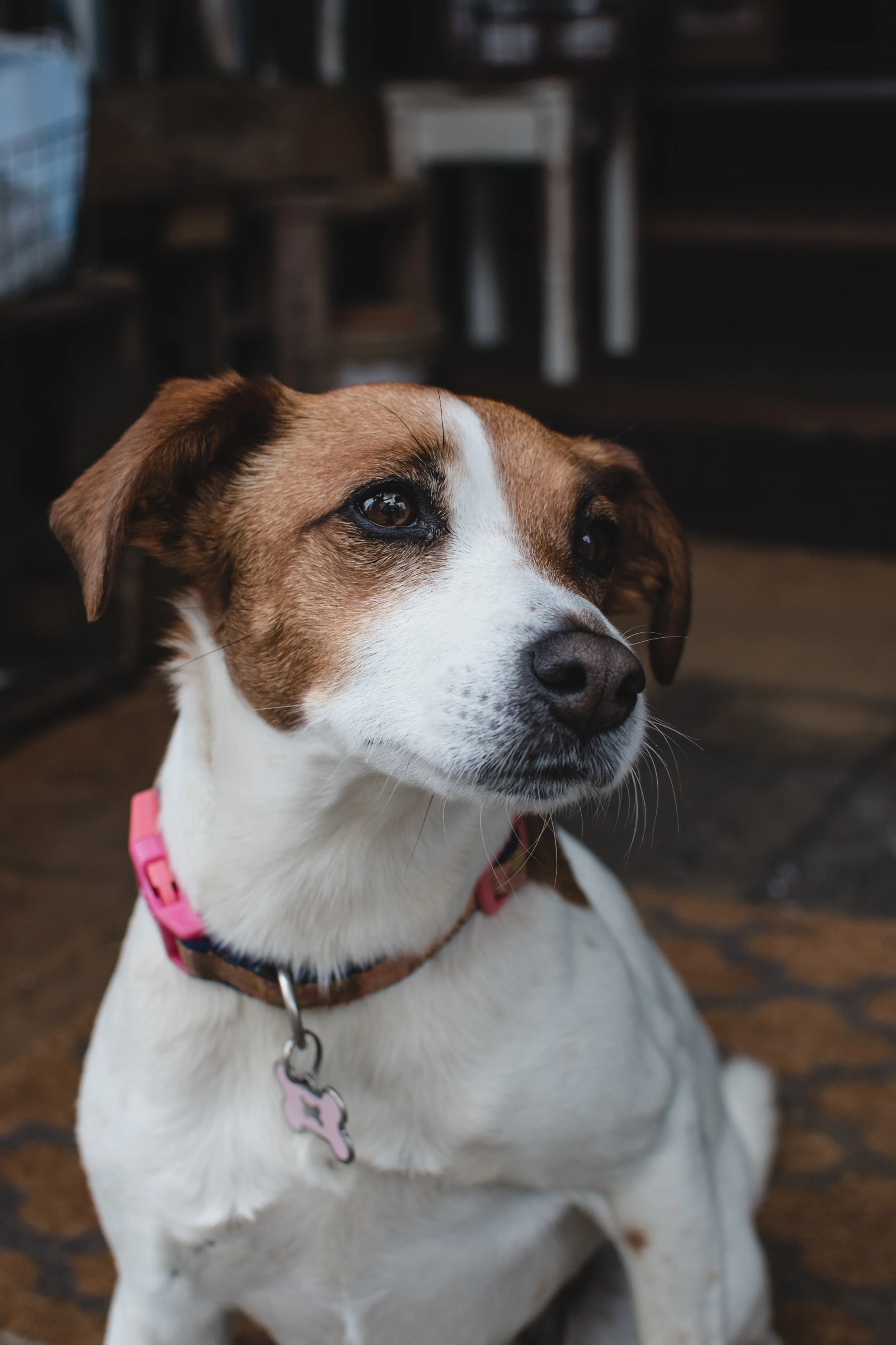 Brown and white dog wearing a pink collar with a bone-shaped tag.