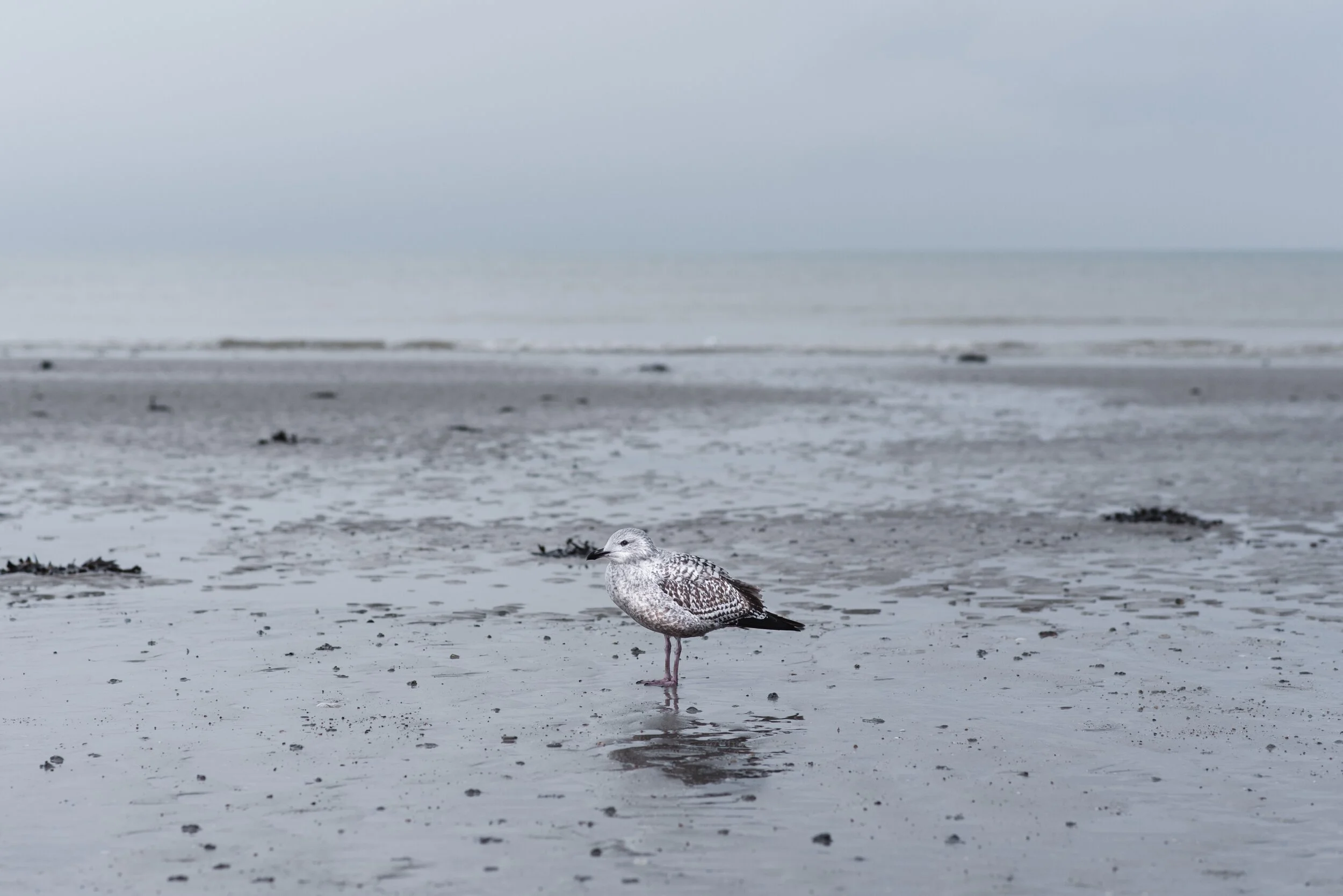 A seagull standing on a wet sandy beach with a cloudy sky above.