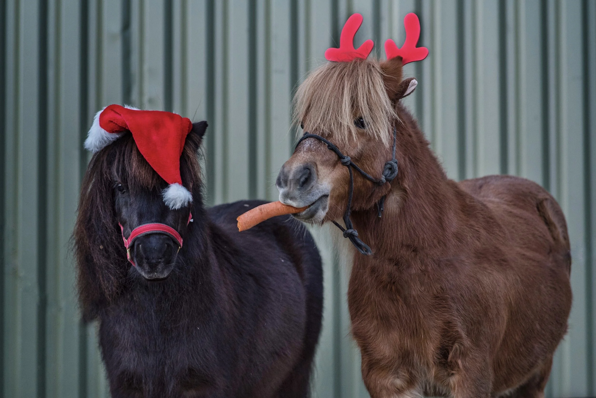Two ponies dressed in holiday costumes, one wearing a Santa hat and the other with reindeer antlers, indoors against a corrugated metal background, with the antlered pony holding a carrot in its mouth.