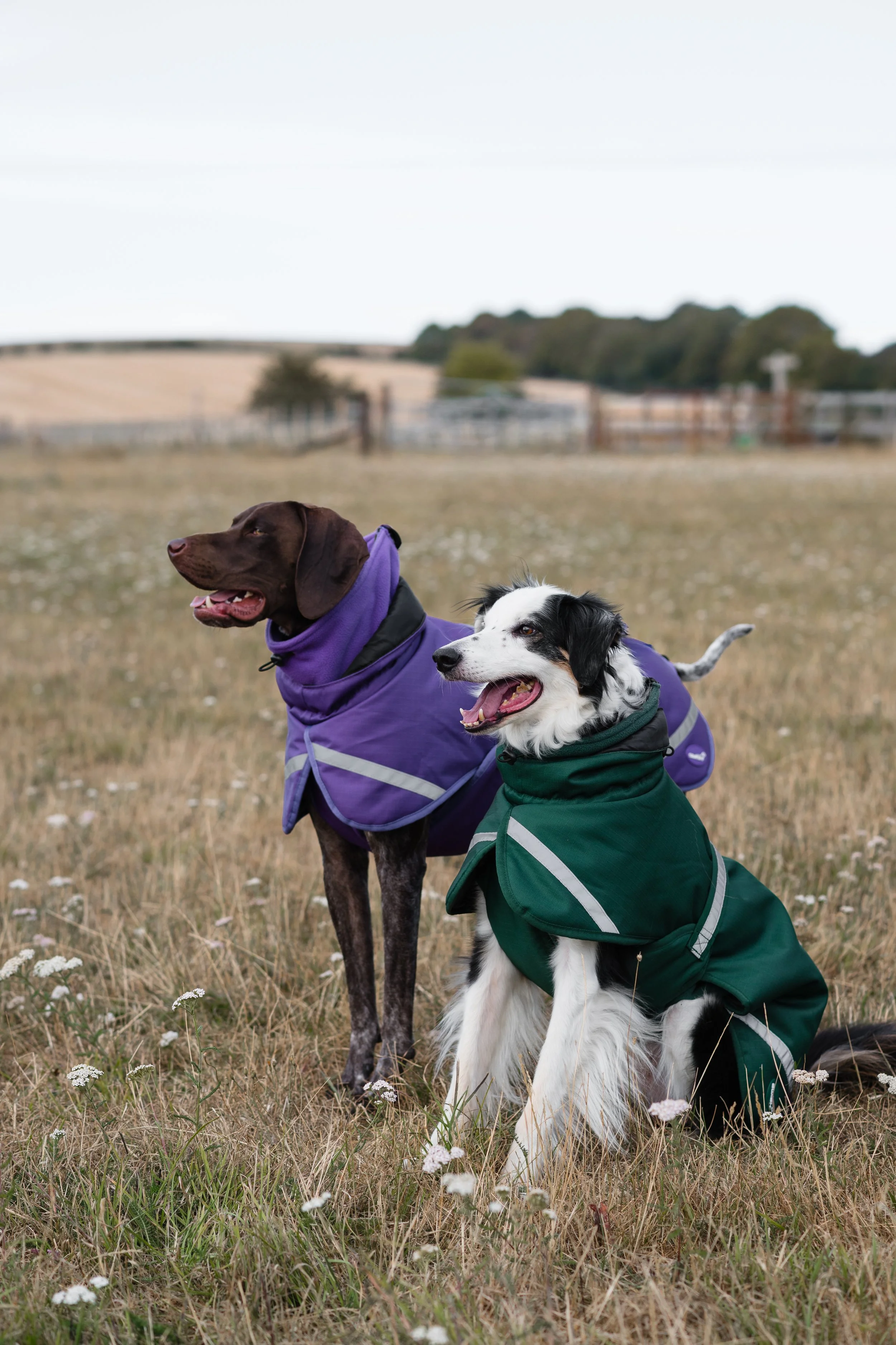 collie and German short haired pointer wearing coats