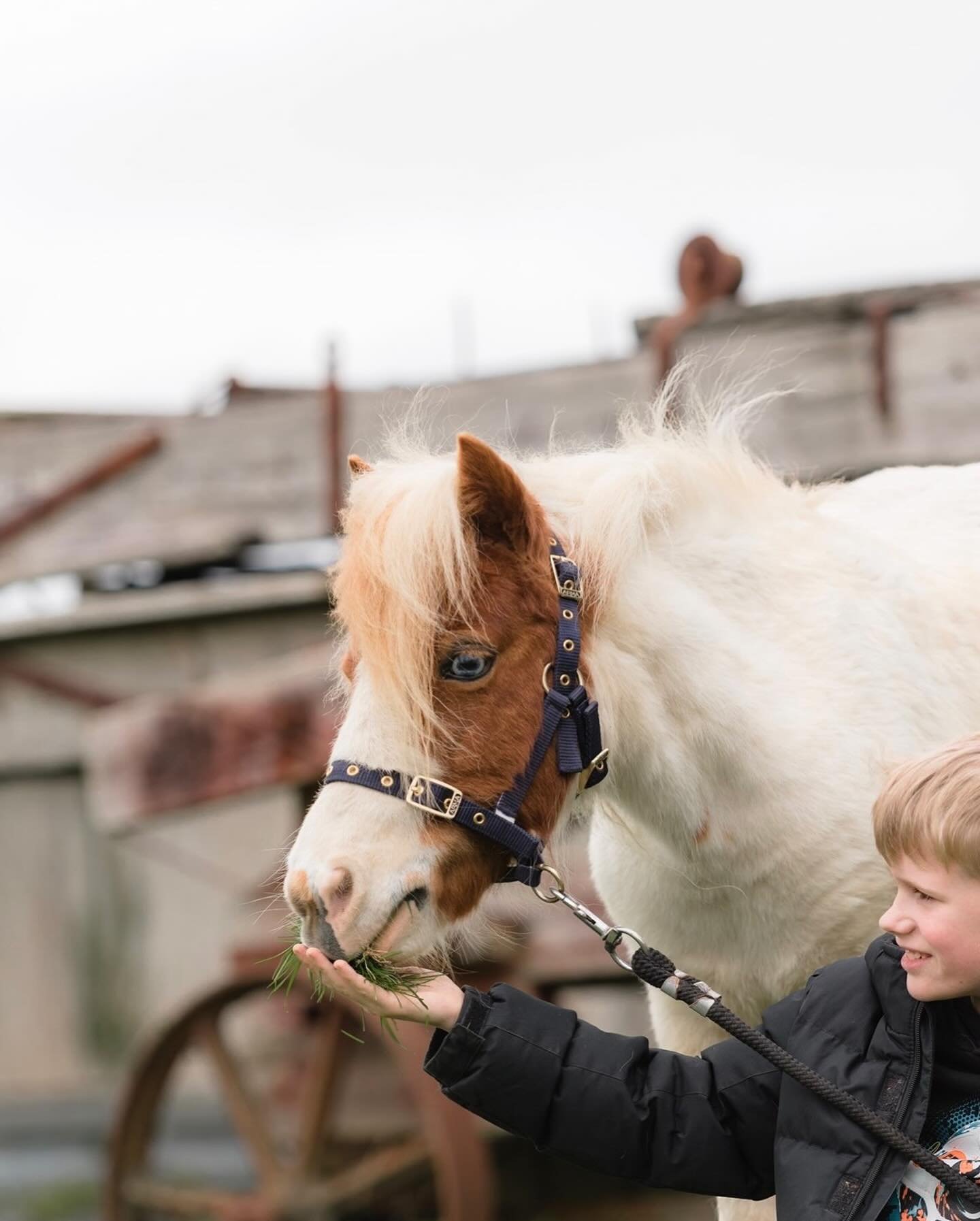 Oh if only you could hear the laughter we had creating these images on Sunday afternoon. 

Little Hazel didn&rsquo;t really want to stand still and pose, so poor Roscoe spent most of our time going round in circles with her or trotting her up and dow