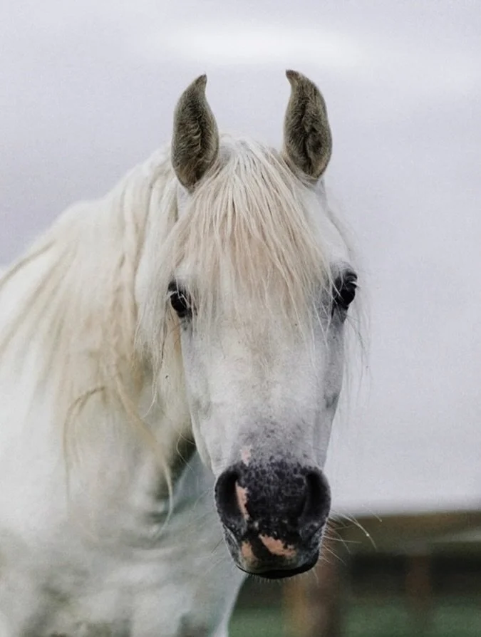 Horses will always have my heart and I&rsquo;ll always feel home around them. 

Whether it&rsquo;s riding them, grooming them, photographing them or just sitting and watching them. 

There&rsquo;s a purity in horses that I&rsquo;ll never stop admirin