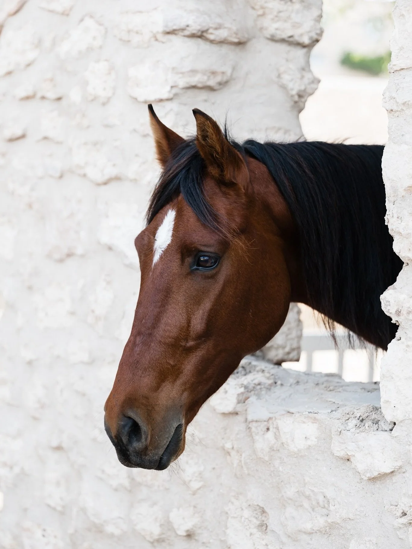 Some portraits of Dallas. 

Our trip to Morocco feels like such a long time ago now even though it was only last month, BUT I am so excited to be planning part two for Spring next year. 

#equestrianlife
#horsephotography #horsetravel 
#berberhorse #