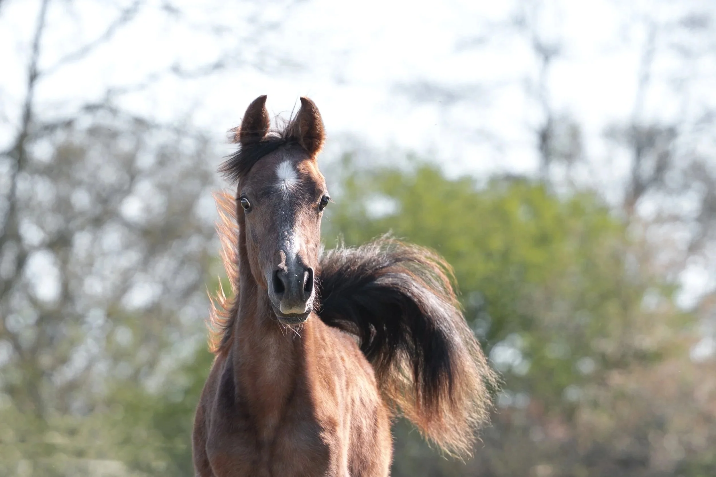 grey Arabian foal